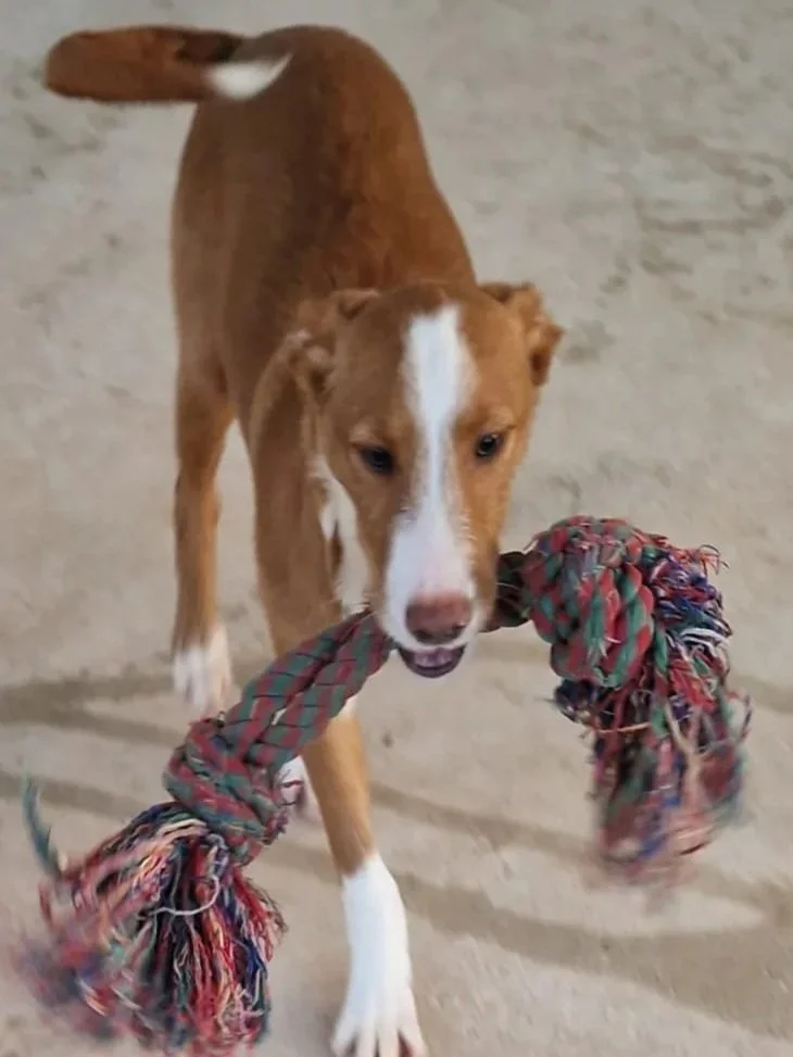 Tank playing with his favourite chew toy - Dog available for adoption at Paws Xalo