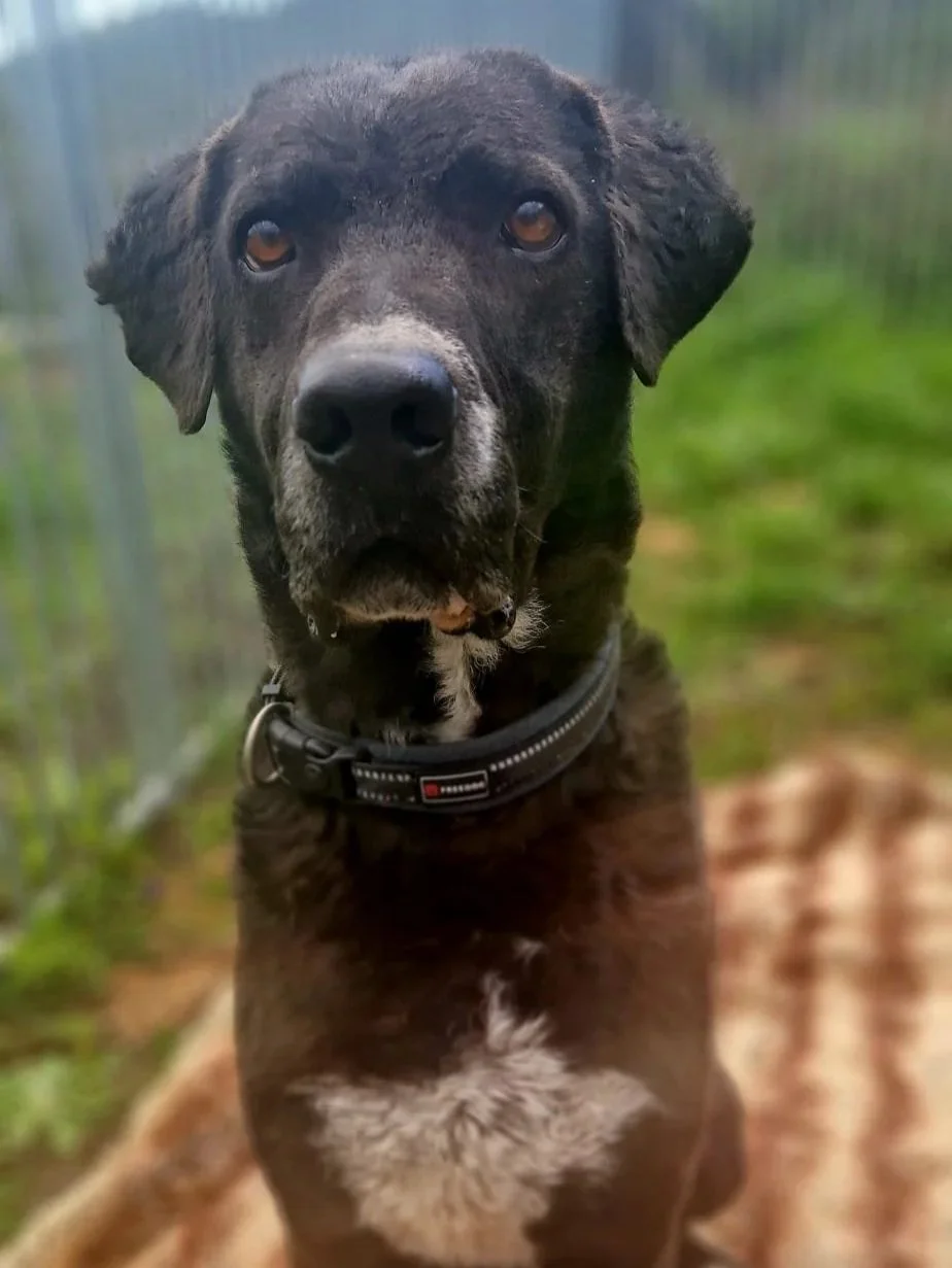 Otis giving his best serious look for the camera - Dog available for adoption at Paws Xalo