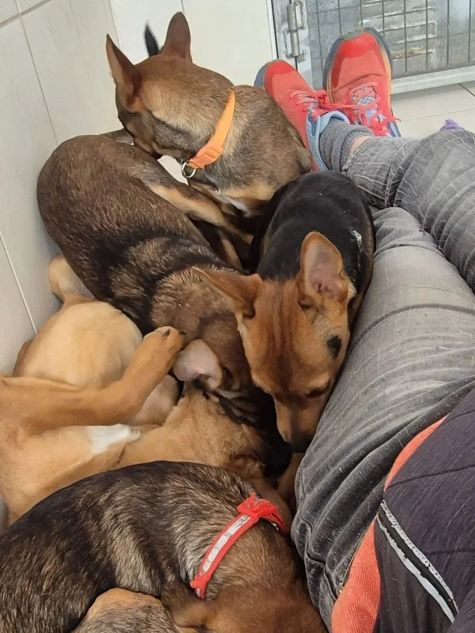 Various images of a litter of 11 puppies available for adoption from Paws Xaló!