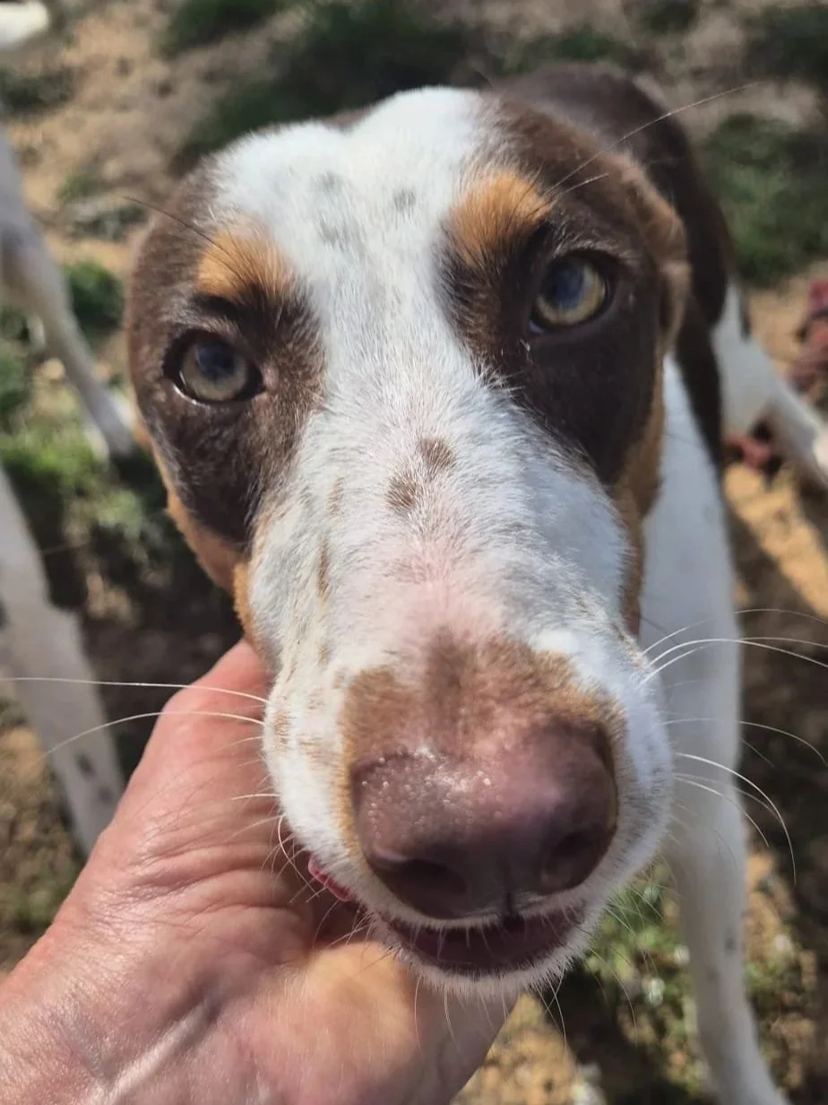 Terra enjoying a chin scratch from one of our volunteers- Dog available for adoption at Paws Xalo