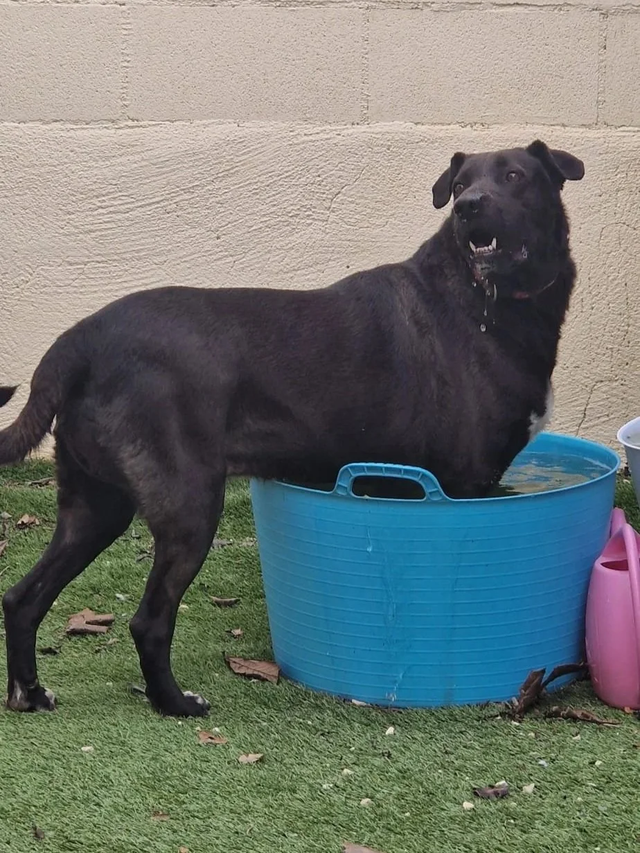 Maddie loves the water, and is even happy just to get her paws in a bucket of the stuff! - Dog available for adoption at Paws Xalo