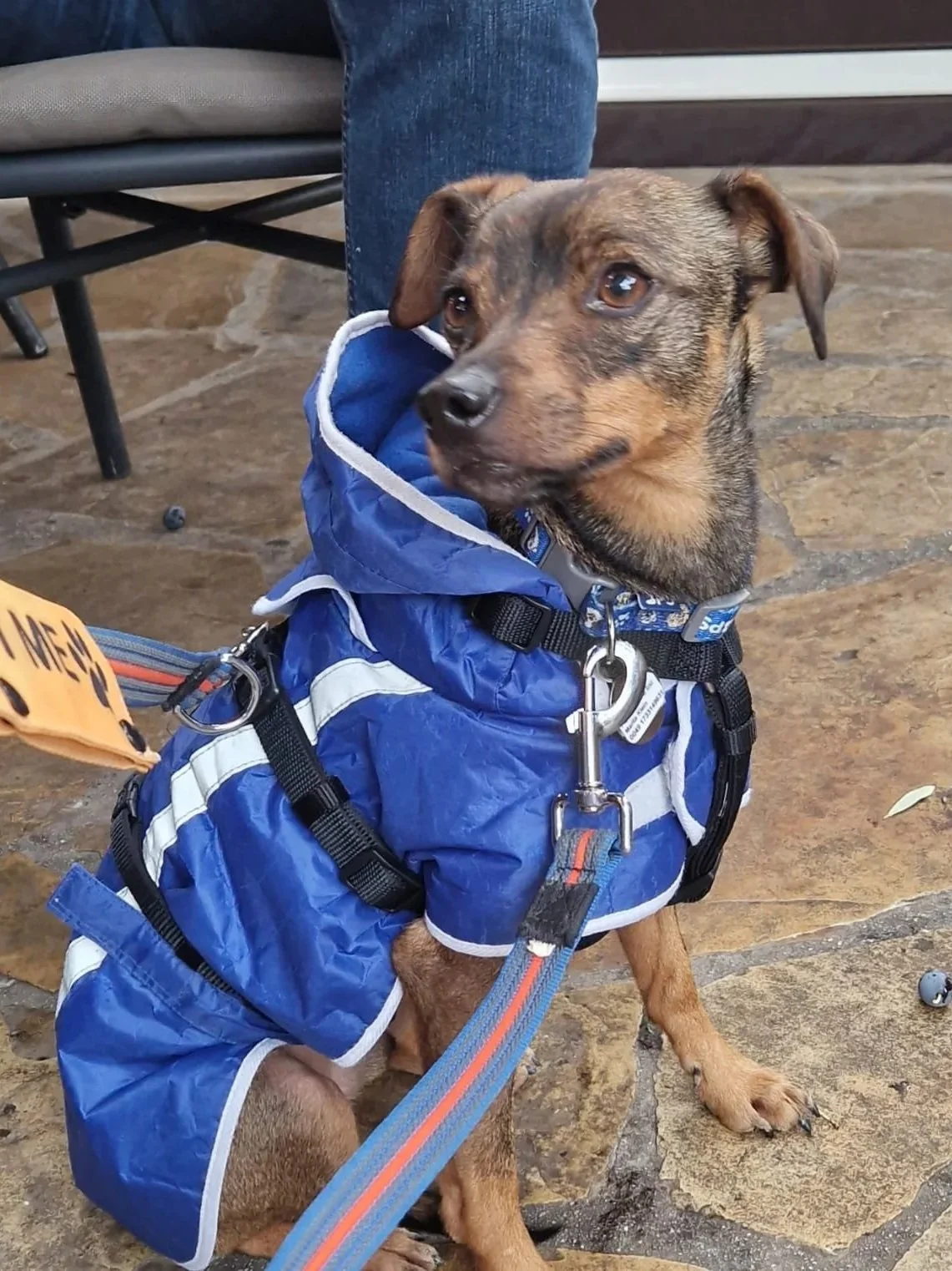 Toby looking handsome in his coat - Dog available for adoption at Paws Xalo