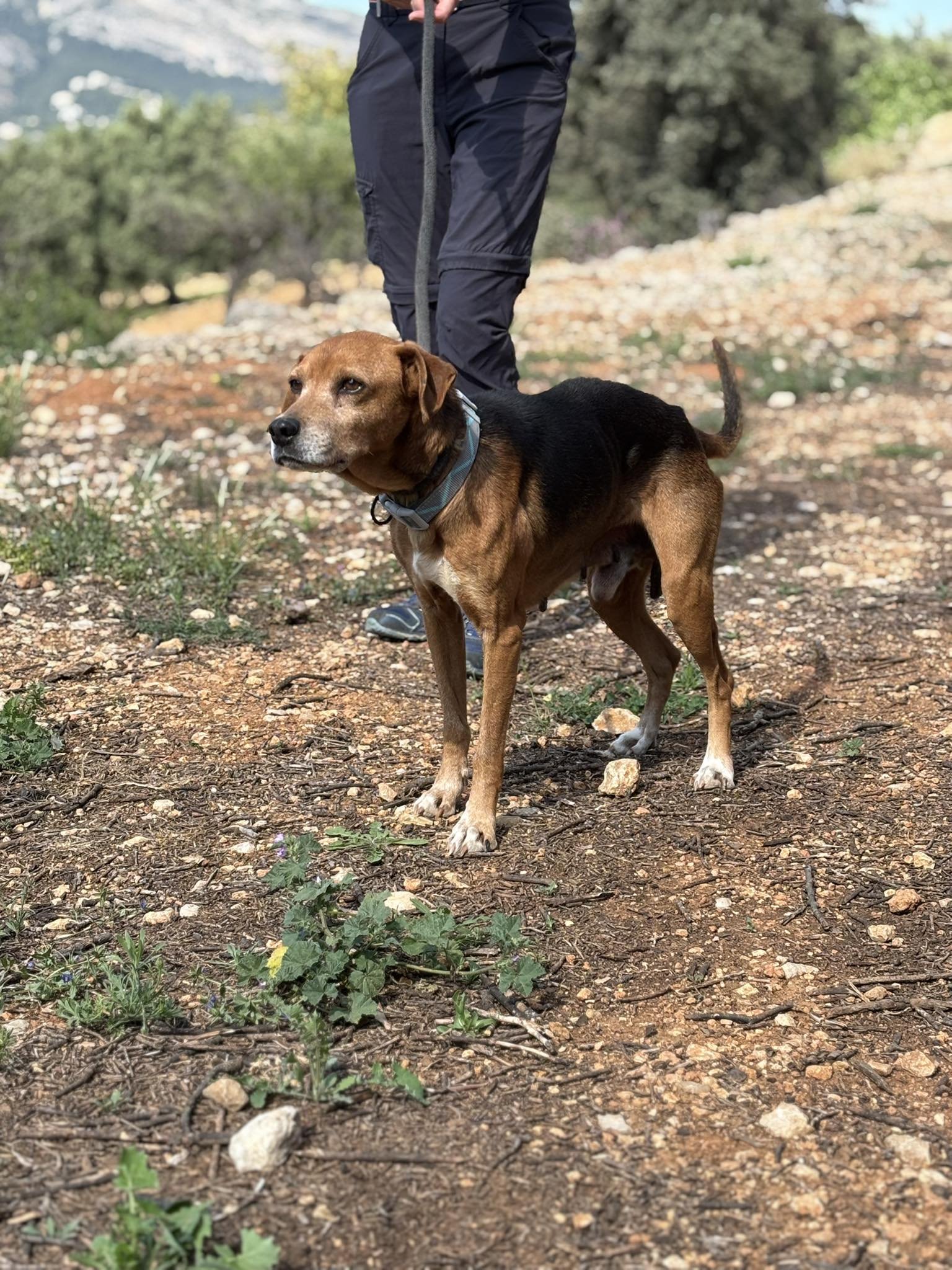 Older dog out enjoying the sights and sniffs of the campo!