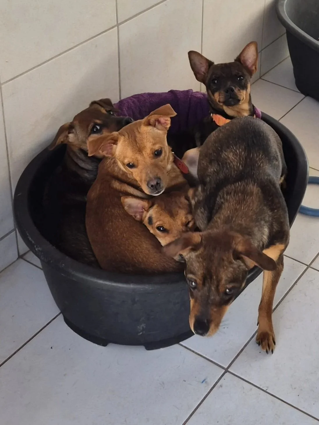 Various images of a litter of 11 puppies available for adoption from Paws Xaló!