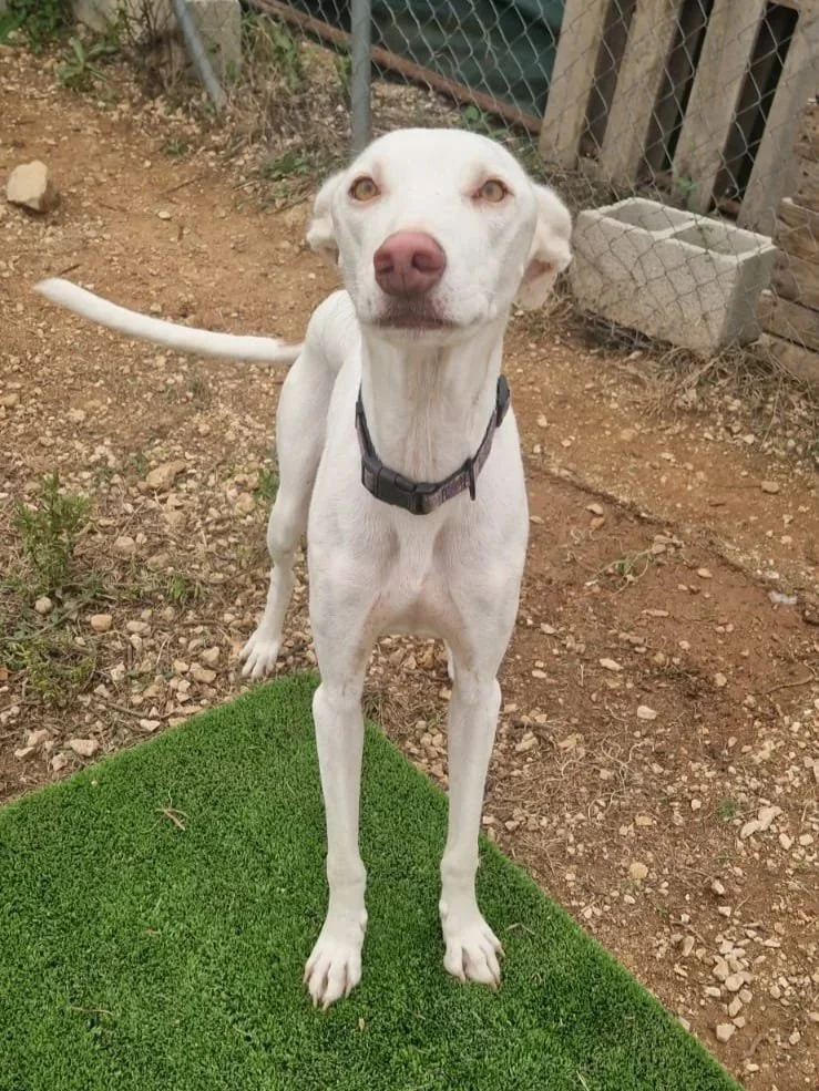 Harry posing, but looking ready to pounce into play at any moment - Dog available for adoption at Paws Xalo