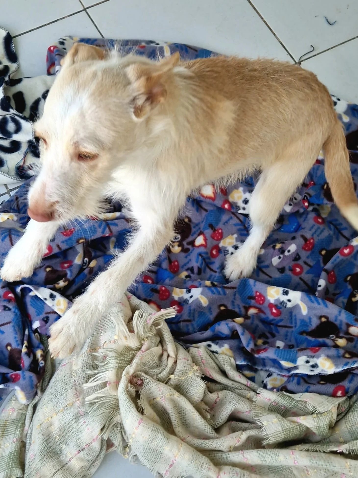 Ozzy playing in the kennel - Dog available for adoption at Paws Xalo