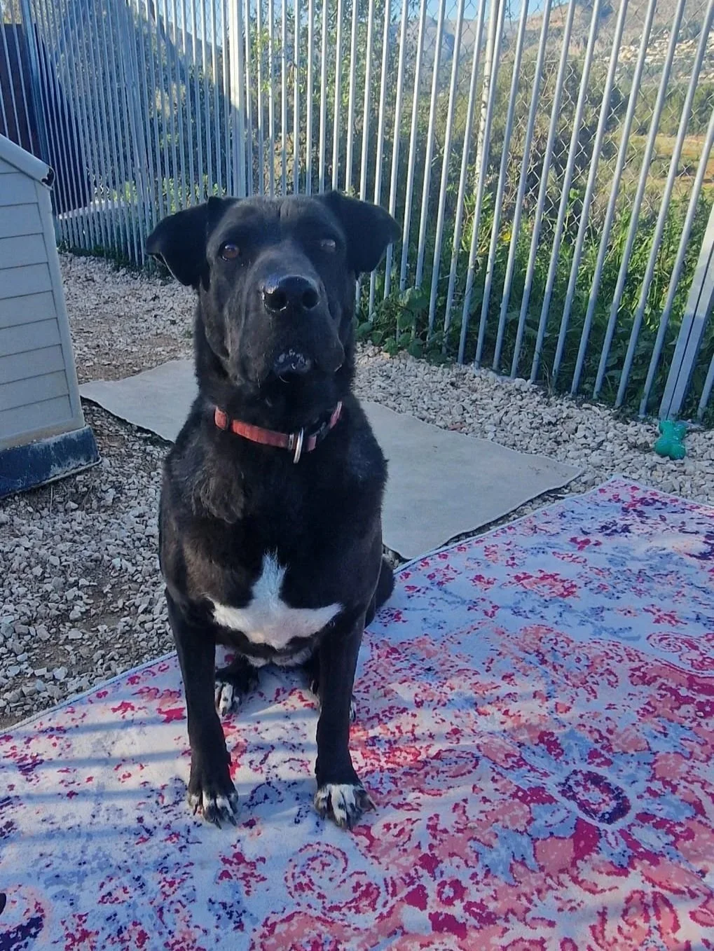 Maddie sitting and looking serious for the camera - Dog available for adoption at Paws Xalo