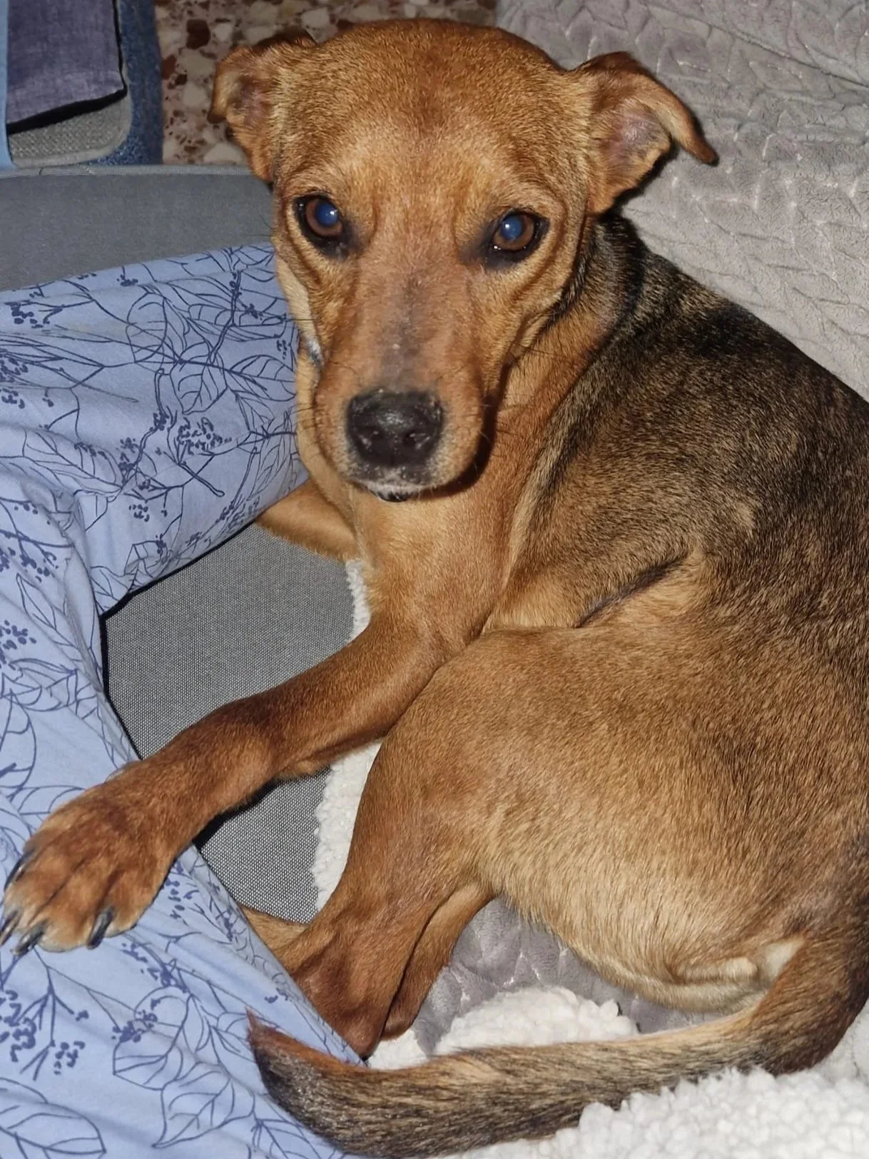 Joe politely requests that he be left to snooze! - Dog available for adoption at Paws Xalo