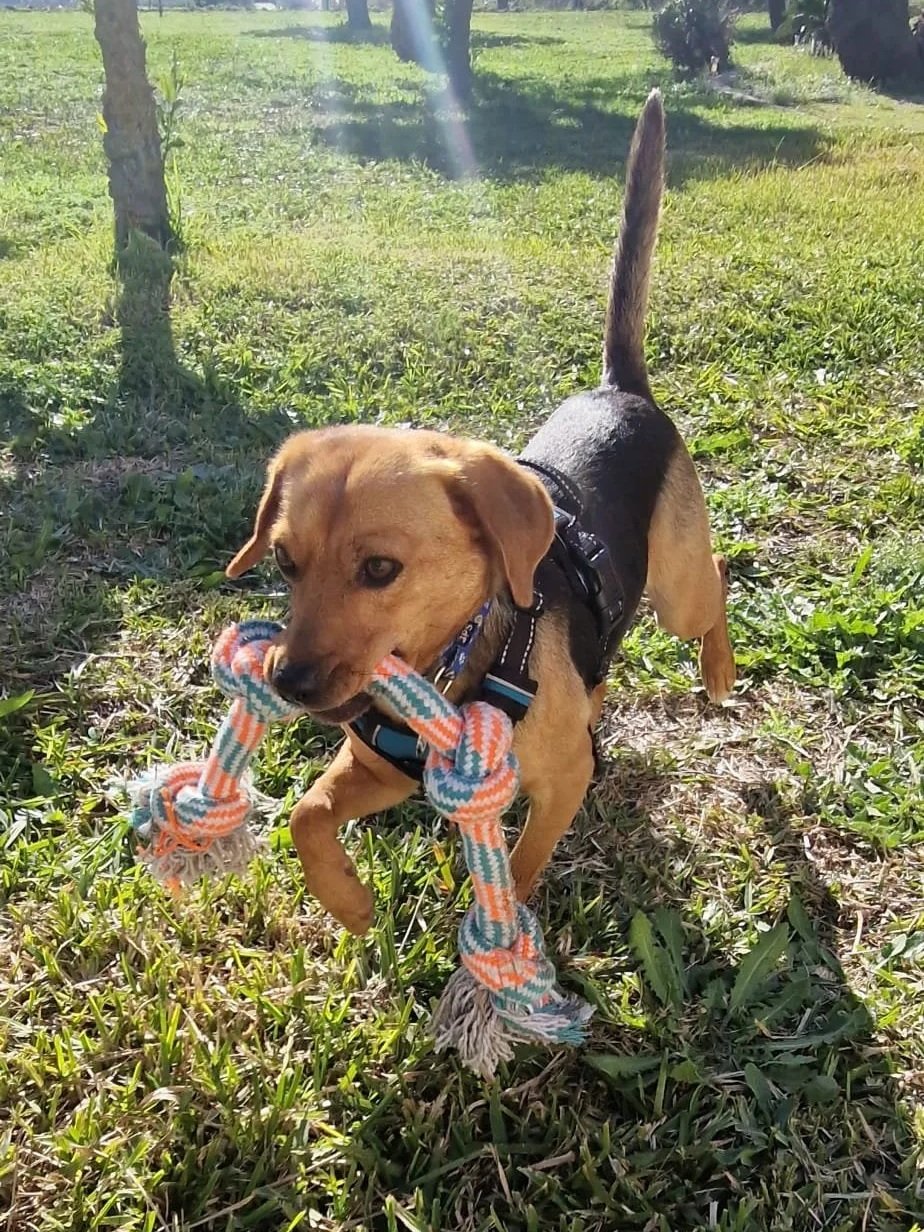 Djario playing with his favourite toy - Dog available for adoption at Paws Xalo