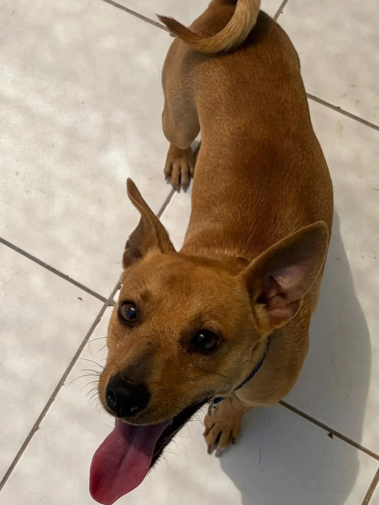Jimmy - Dog available for adoption at Paws Xalo