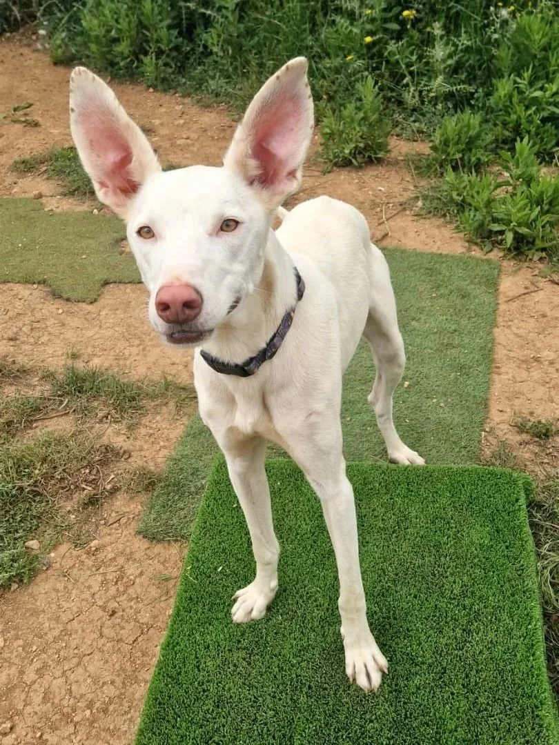 Harry showing off his wonderful erect ears - Dog available for adoption at Paws Xalo