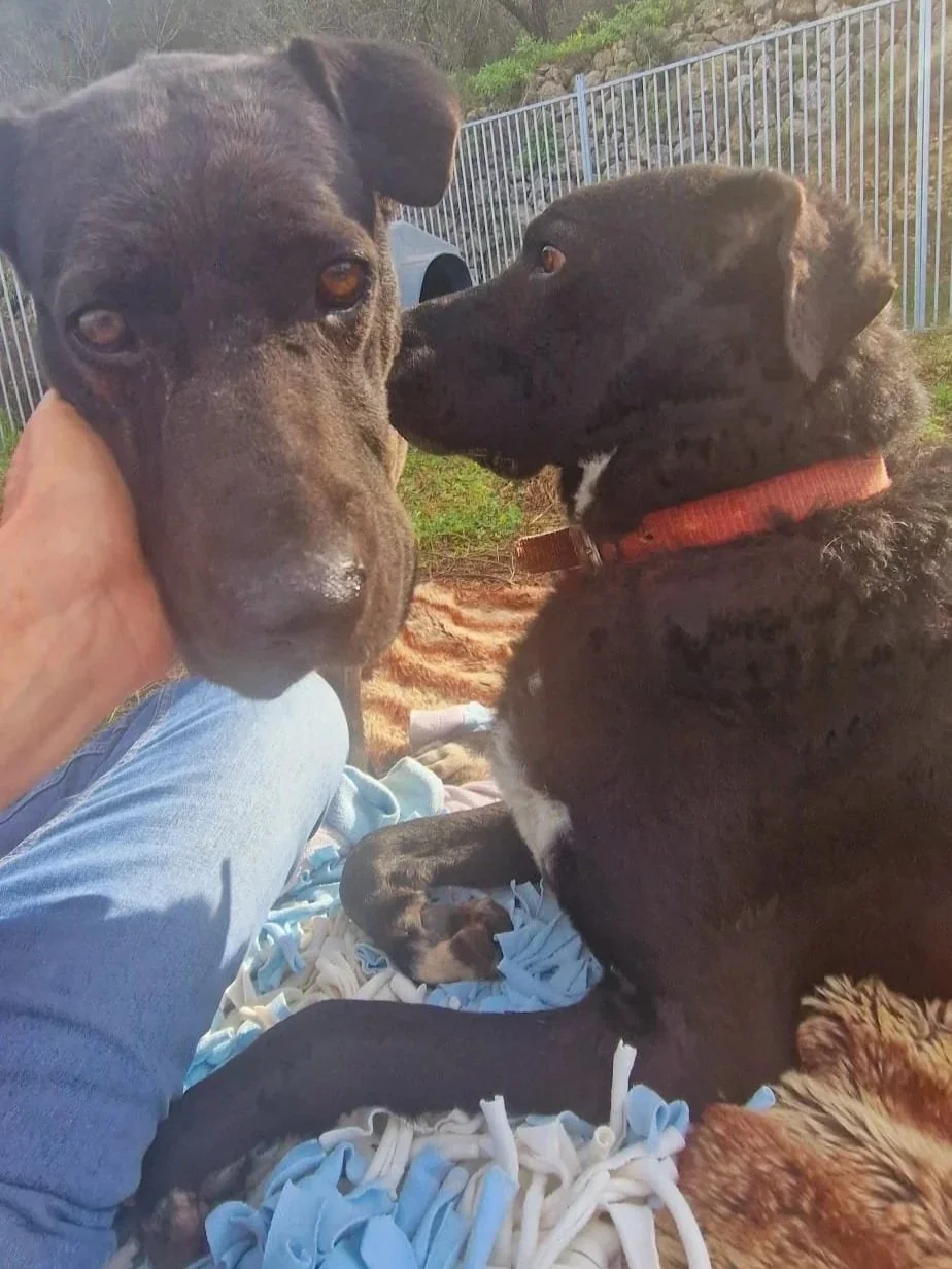 Otis and Maddy together - Dog available for adoption at Paws Xalo