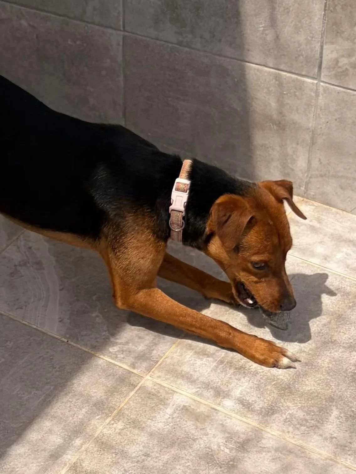 Bramble - Dog available for adoption at Paws Xalo