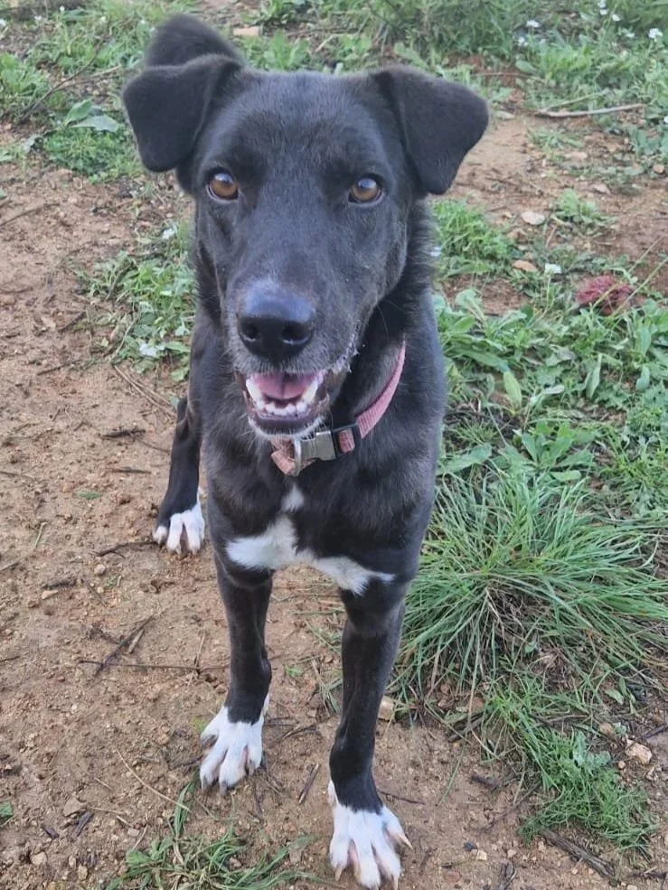 Ruthie giving a characterful grin - Dog available for adoption at Paws Xalo