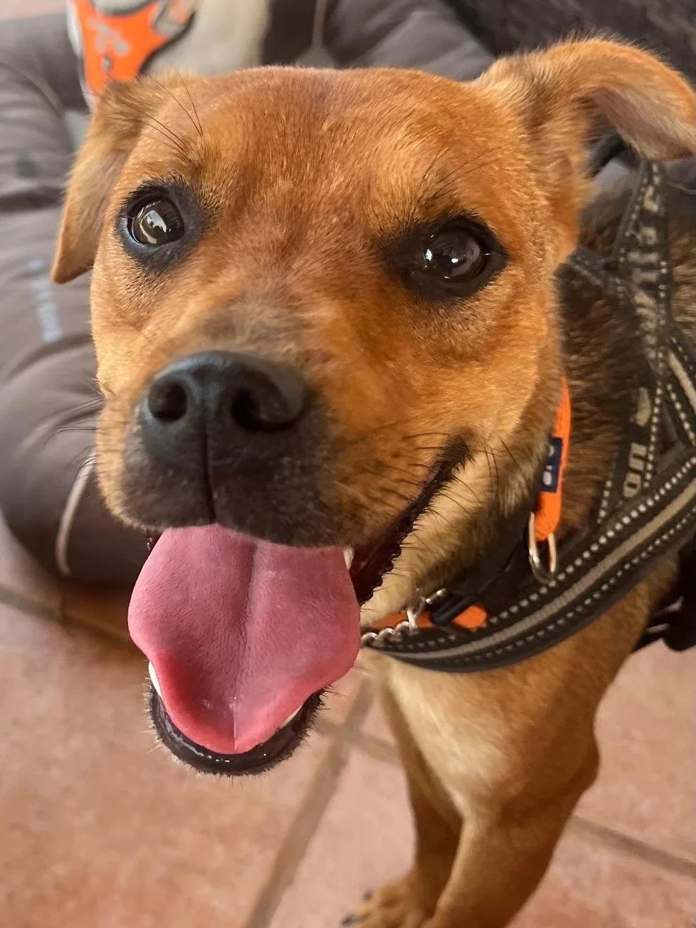 Donny flashing his tongue at the camera - Dog available for adoption at Paws Xalo