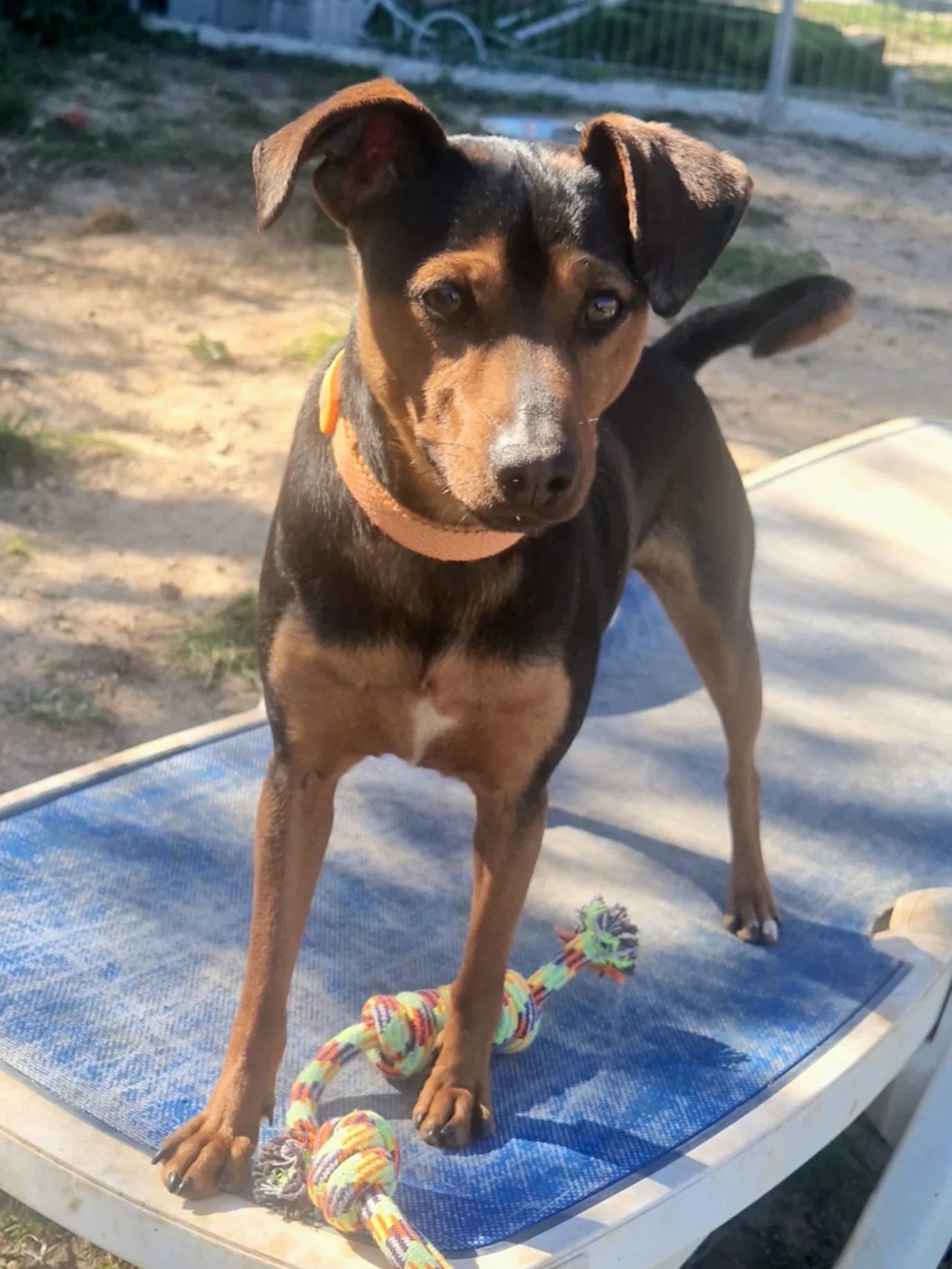 Jack posing at the shelter - Dog available for adoption at Paws Xalo