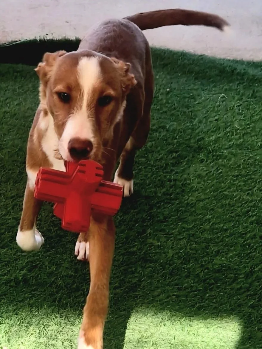 Tank loving playing with his toy - Dog available for adoption at Paws Xaló