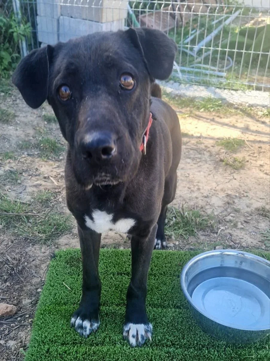 Maddie says Hi! - Dog available for adoption at Paws Xalo