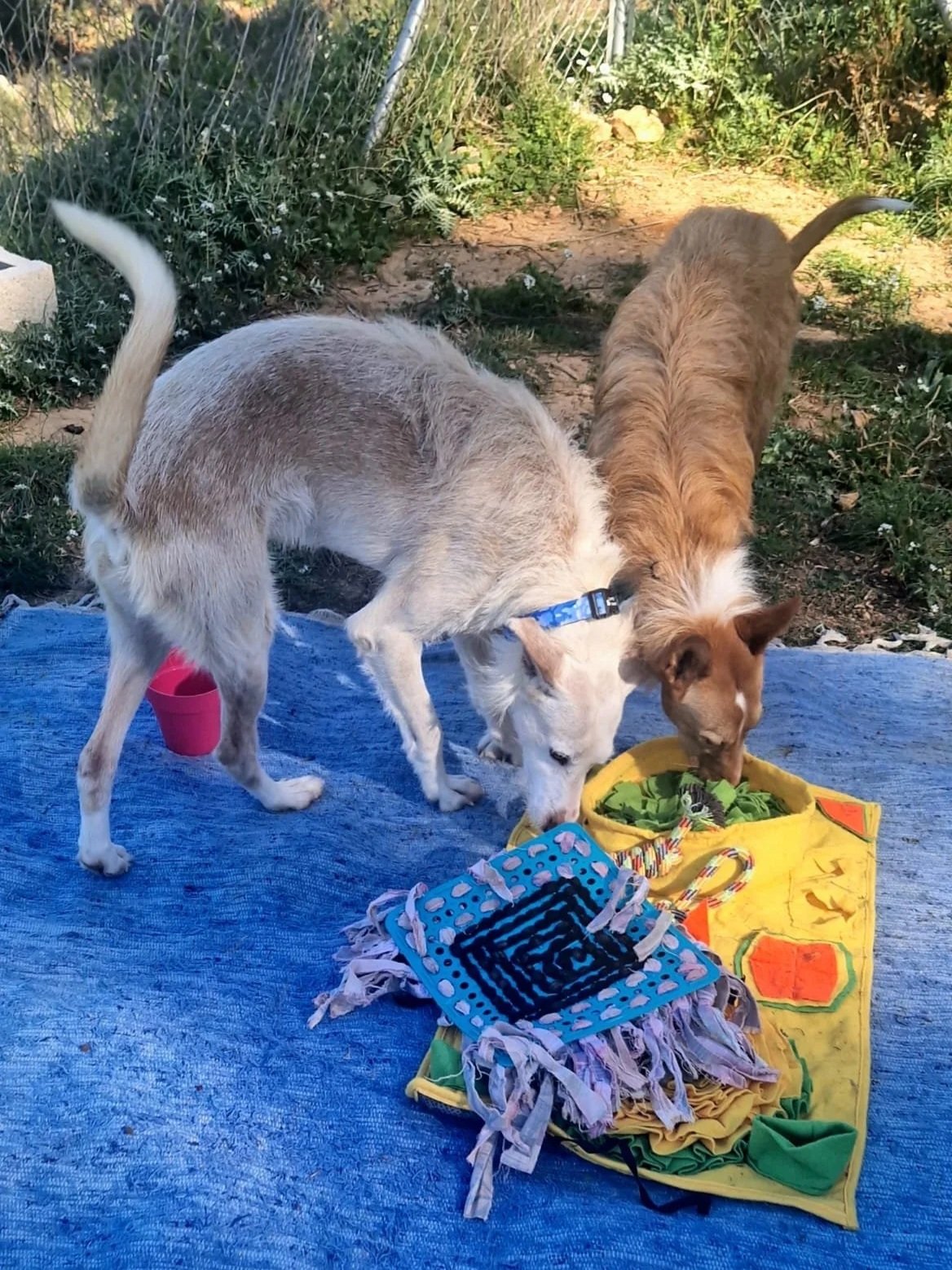Angel having fun playing games with Nick  - Dog available for adoption at Paws Xaló