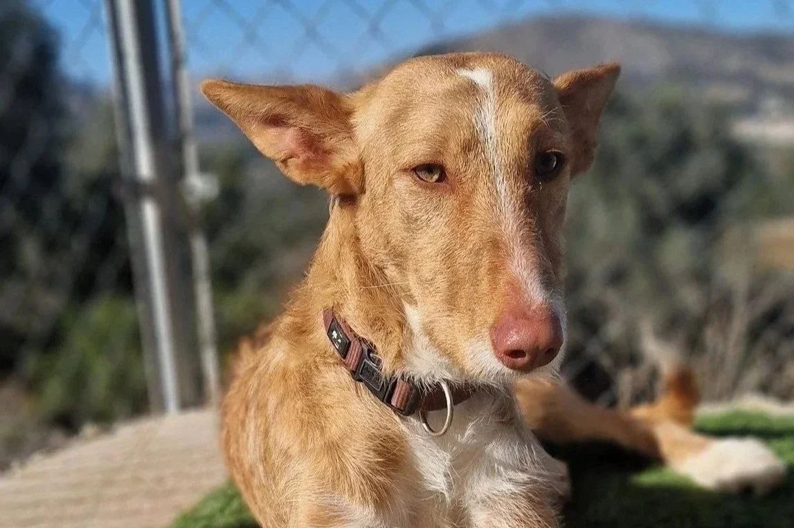 Angel - a beautiful reddish coloured Podenco - relaxes in the sun at the Paws Xaló shelter