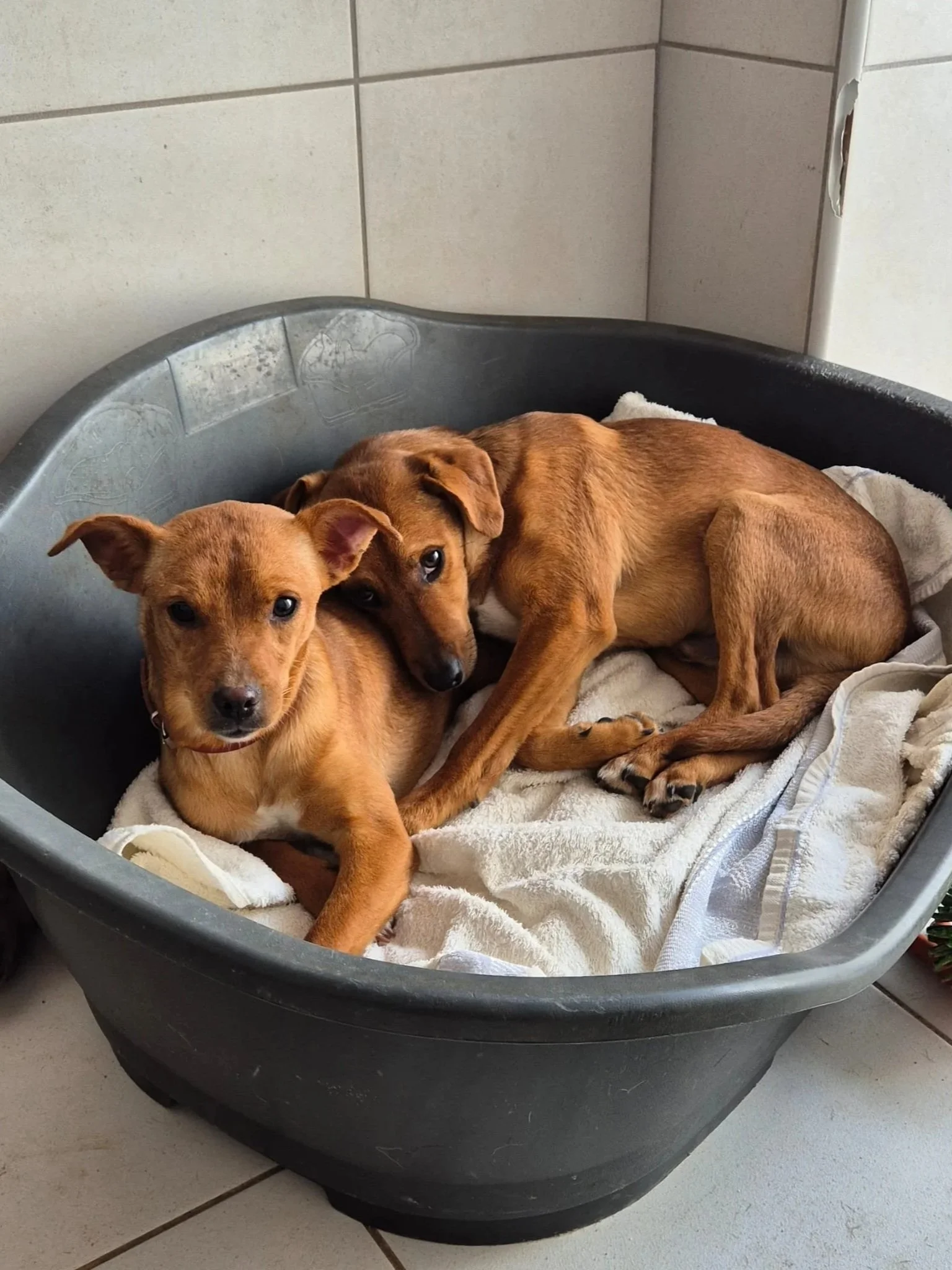 Various images of a litter of 11 puppies available for adoption from Paws Xaló!