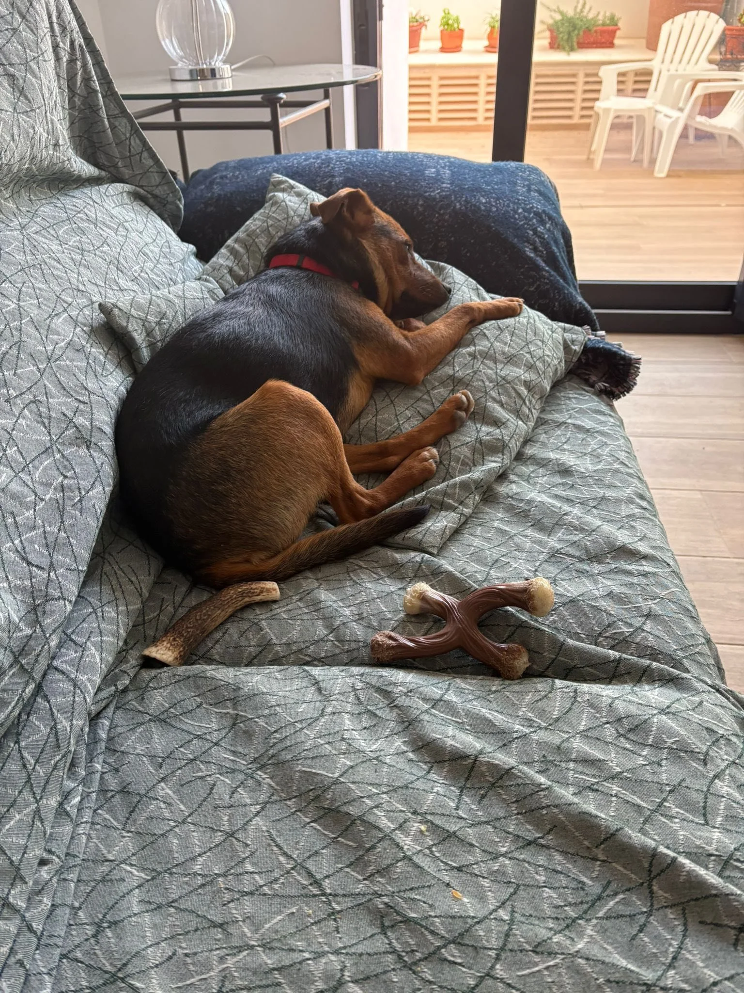 The Paws Effect - dogs looking comfortable in their new homes!