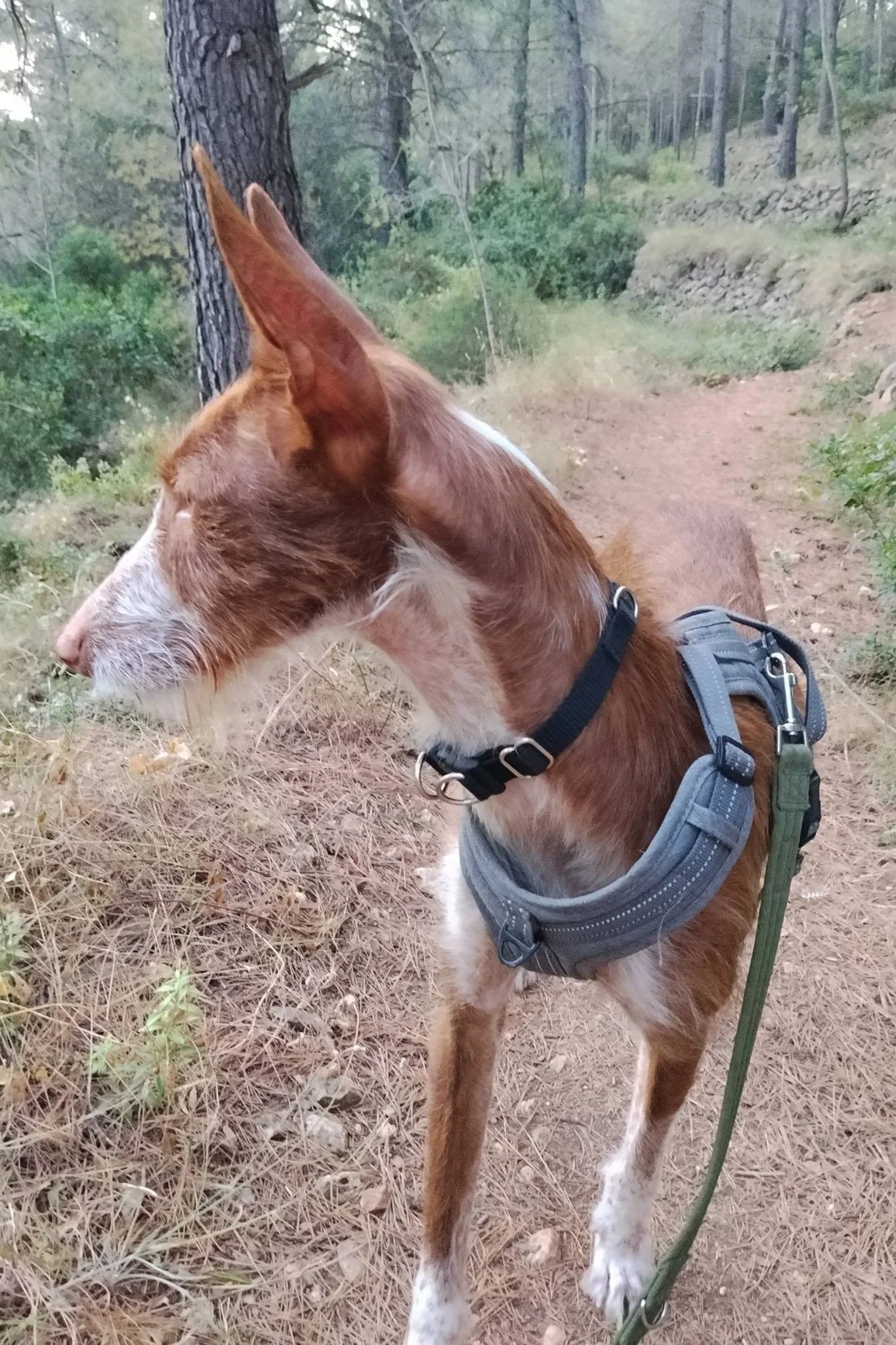 Noah - Dog available for adoption at Paws Xaló