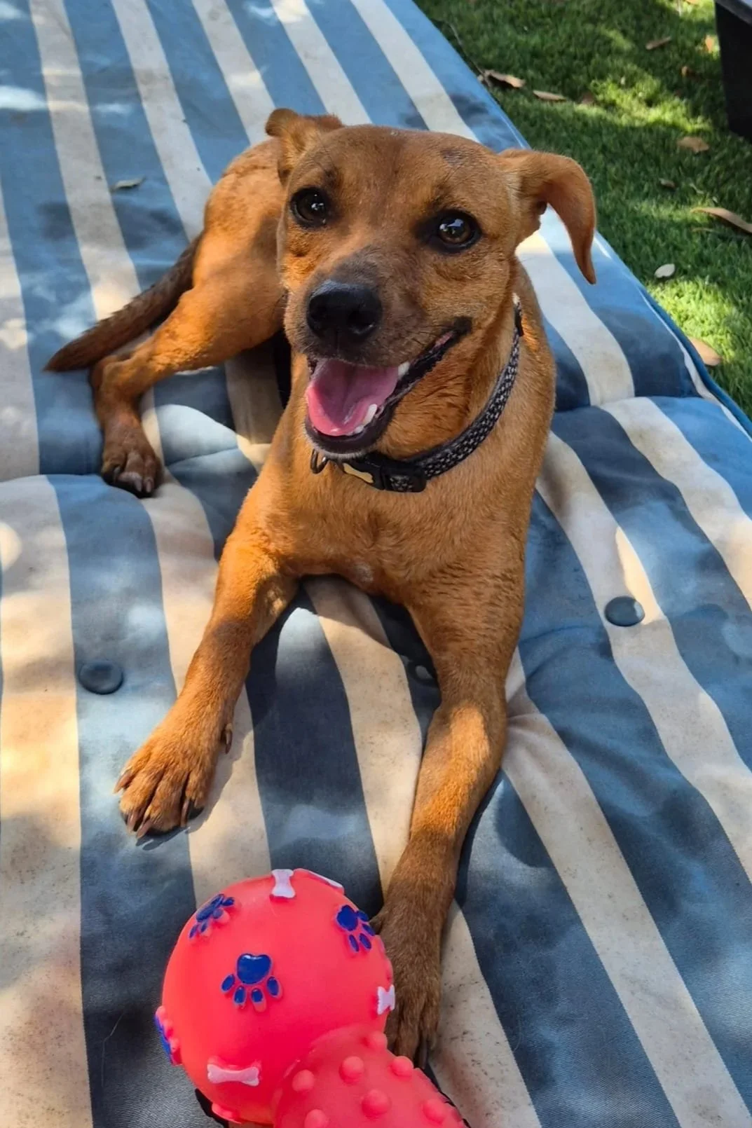 Ginger - Dog available for adoption at Paws Xaló