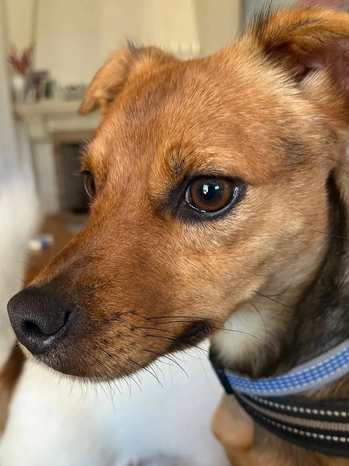 Donny giving a blue steel look - Dog available for adoption at Paws Xalo