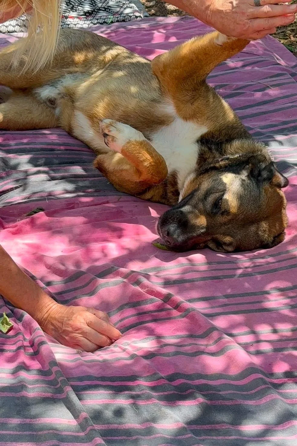 Woody - Dog available for adoption at Paws Xaló