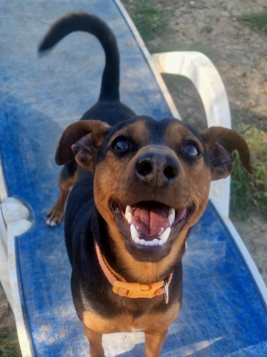 Jack (On Home Trial)