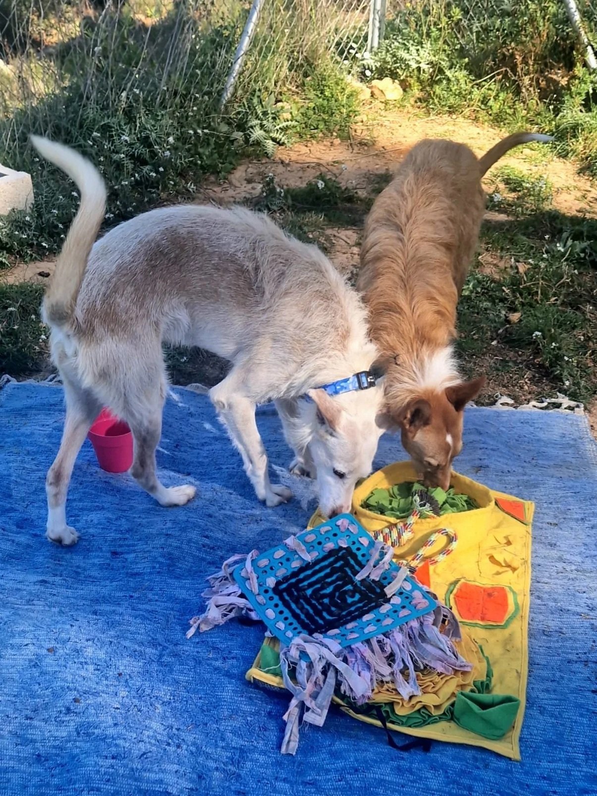 Nick having fun playing games with Angel  - Dog available for adoption at Paws Xaló