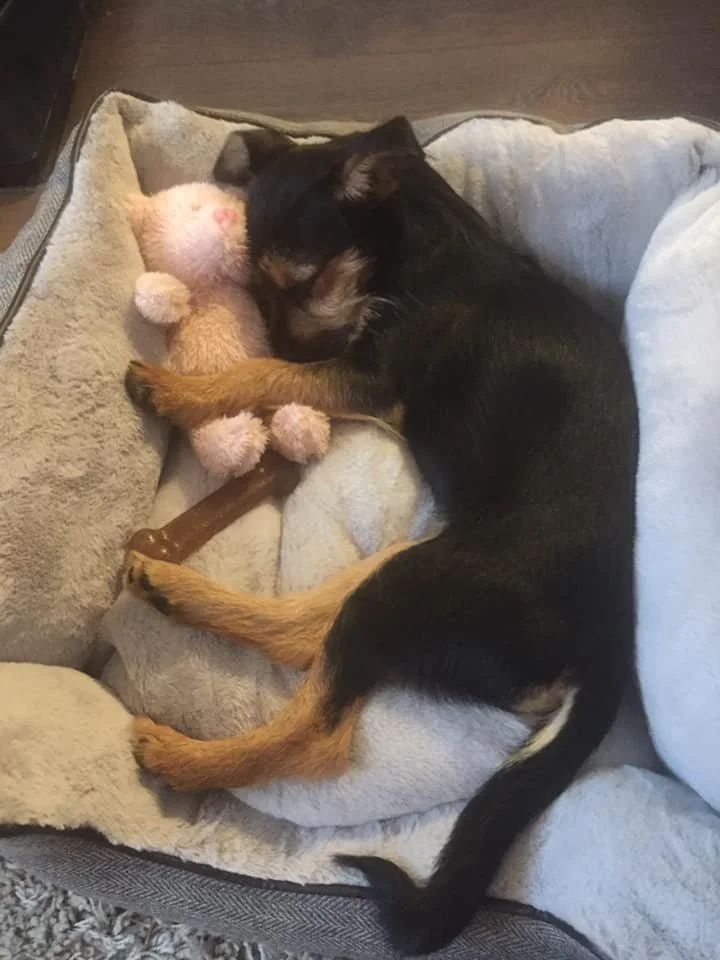 The Paws Effect - dogs looking comfortable in their new homes!