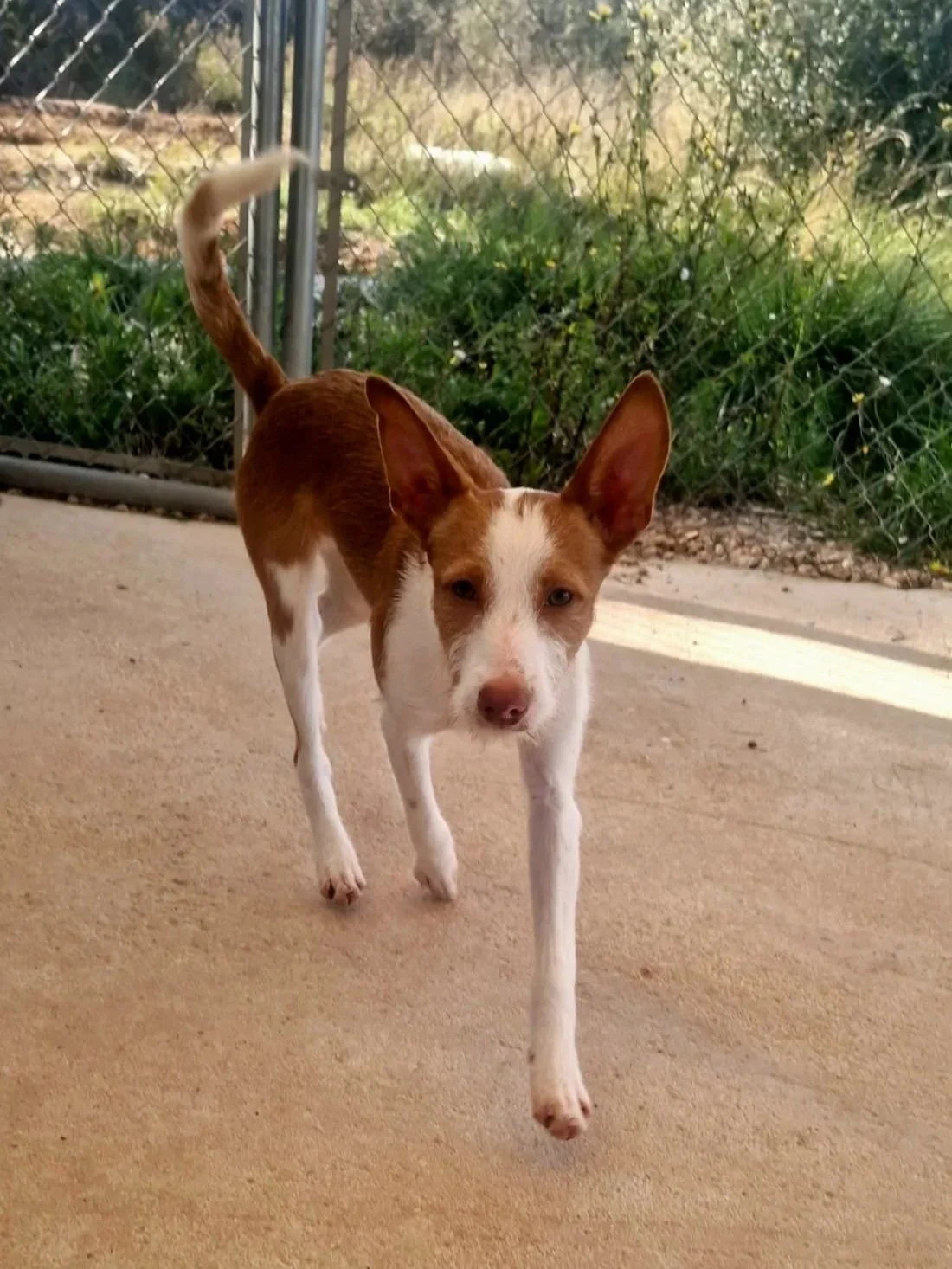 Tommy on the move, playing at the shelter - Dog available for adoption at Paws Xaló