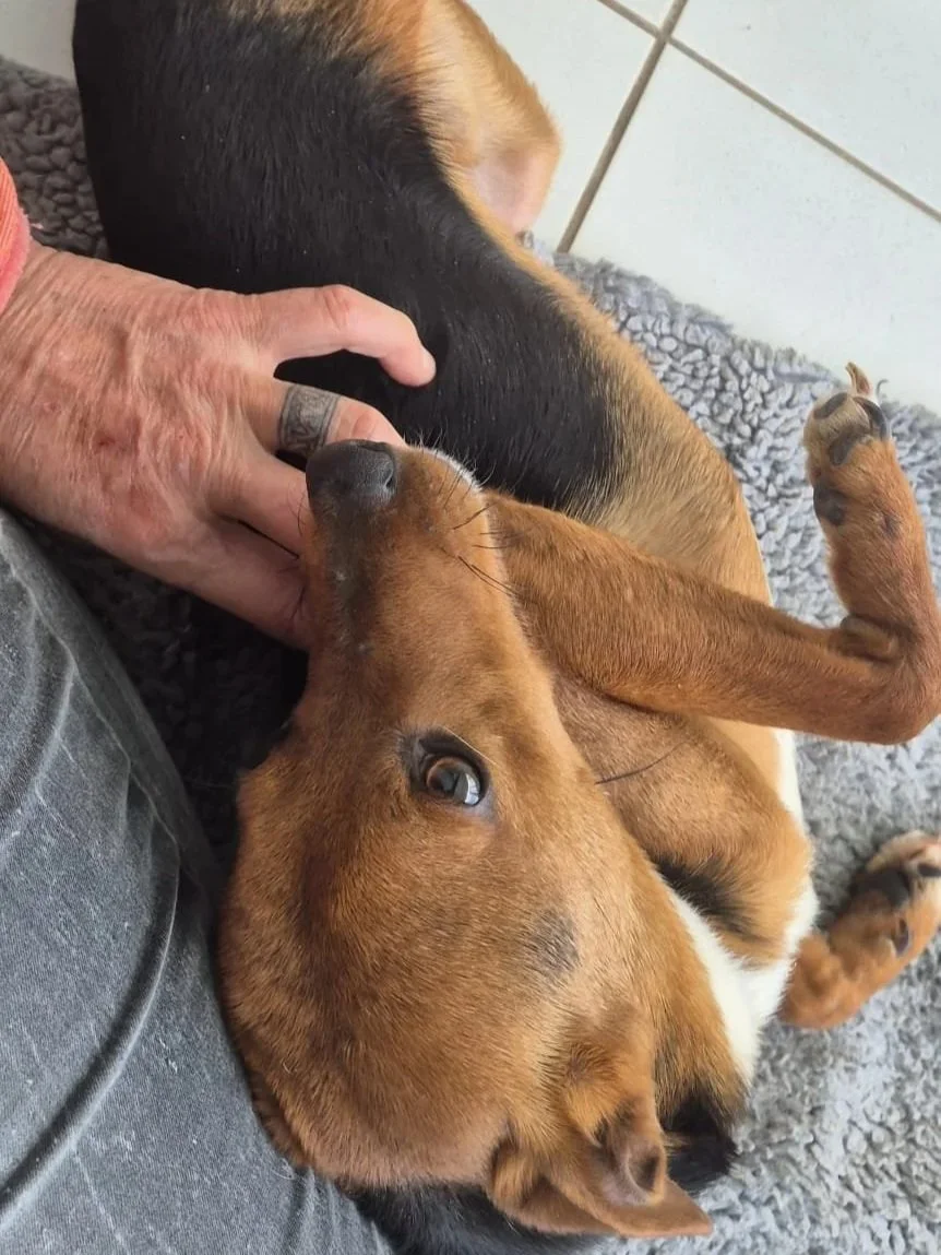 Various images of a litter of 11 puppies available for adoption from Paws Xaló!