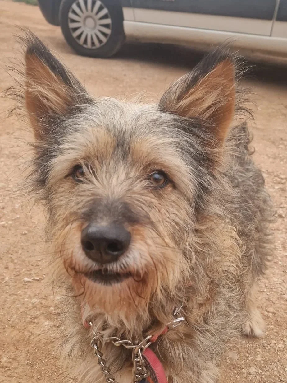 Elsa giving a cheeky little grin - Dog available for adoption at Paws Xalo