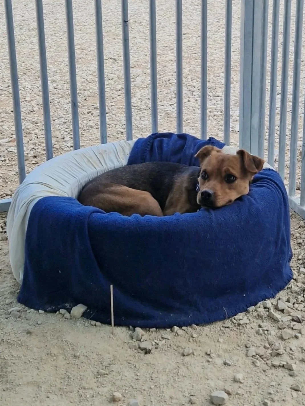 Donny says its time for bed after another busy day at the shelter - Dog available for adoption at Paws Xalo