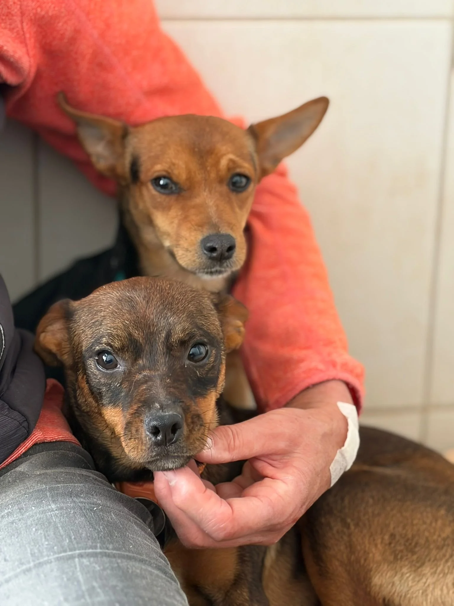 Various images of a litter of 11 puppies available for adoption from Paws Xaló!