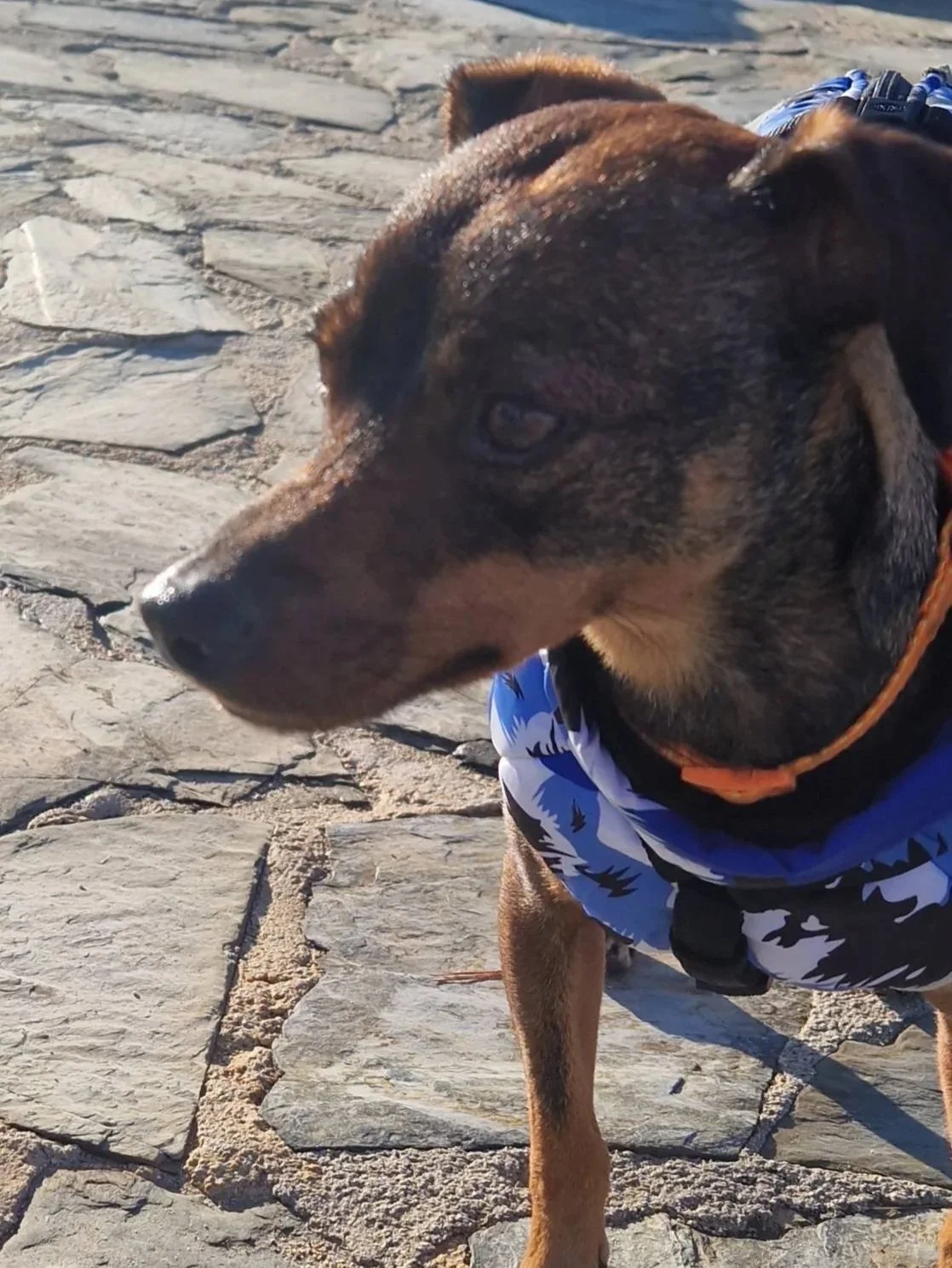 Toby out on walkies - Dog available for adoption at Paws Xalo