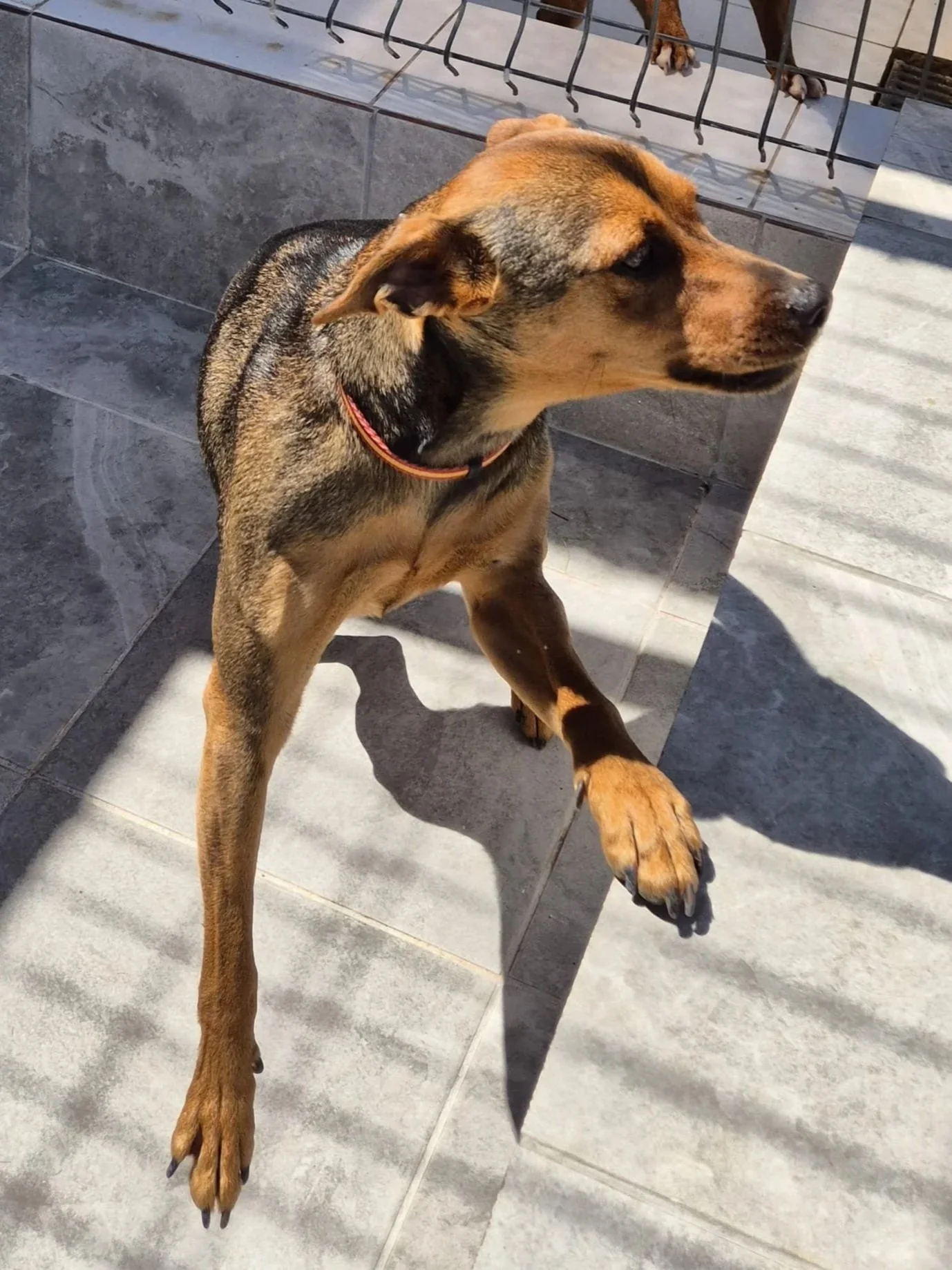Peanut looking handsome in the afternoon sun at the shelter - Dog available for adoption at Paws Xalo