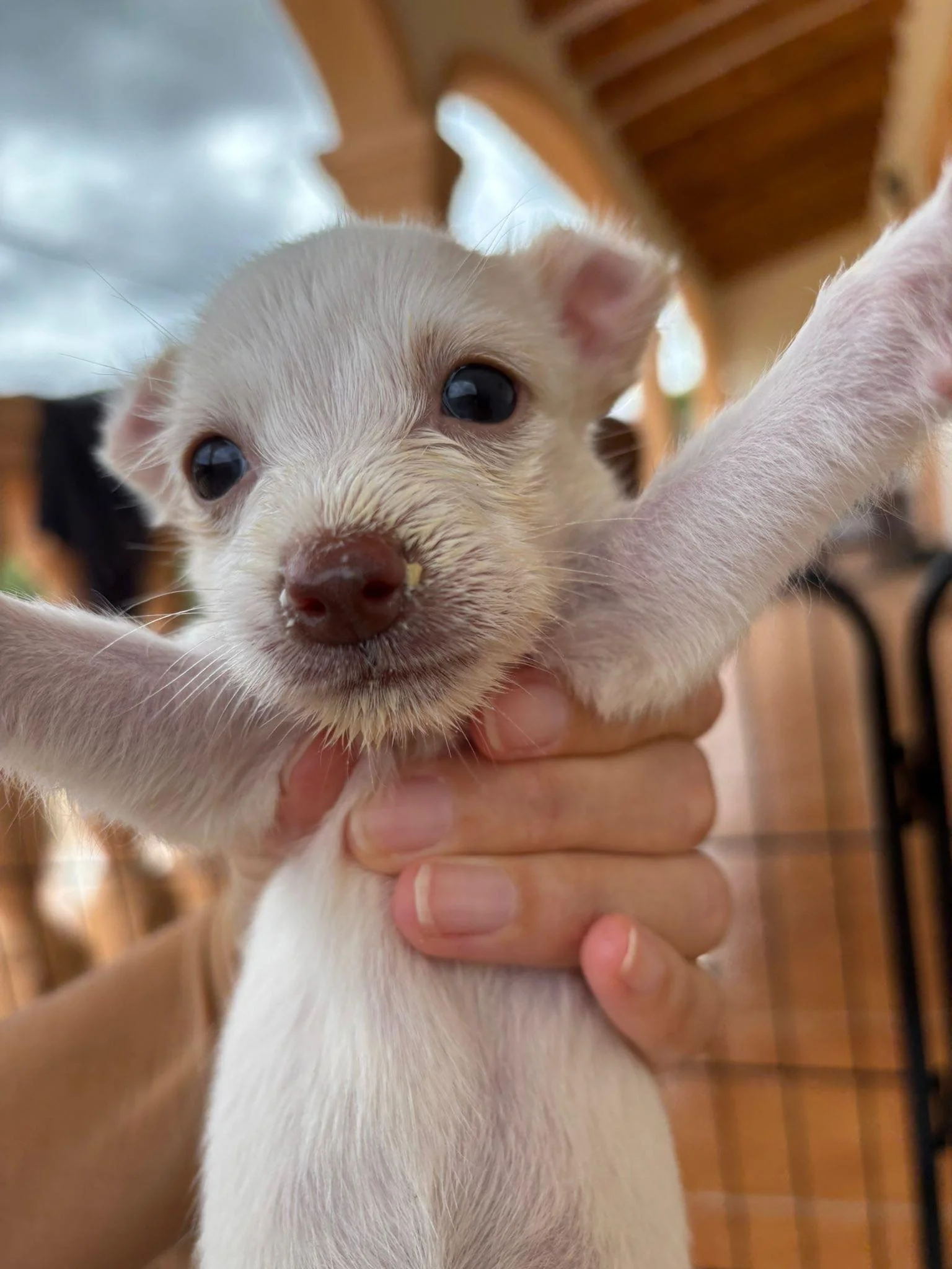 Picutre of a very young puppy rescued by Paws Xaló, who needed patient foster care after rescue