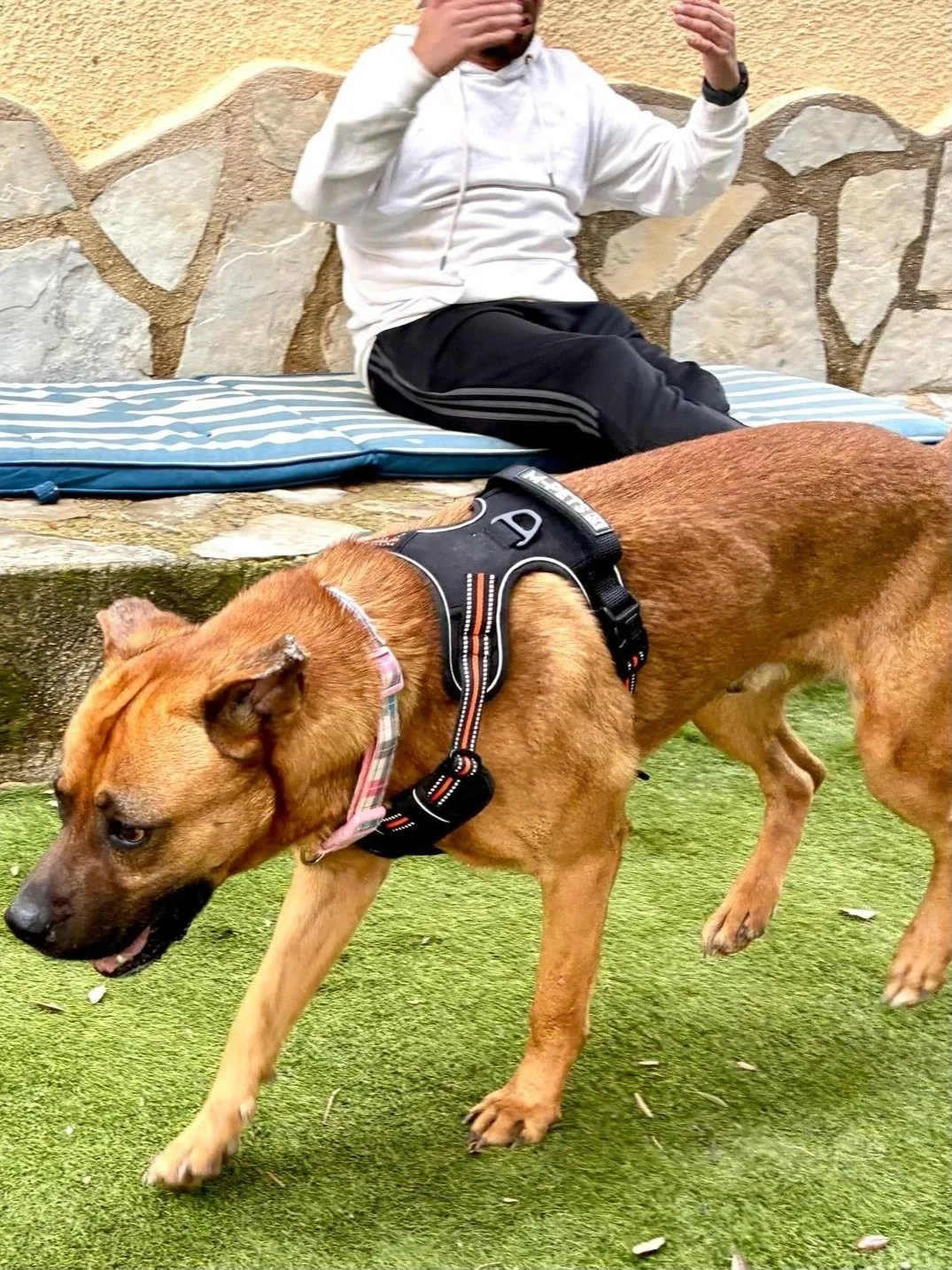 Thor exploring the garden - Dog available for adoption at Paws Xalo