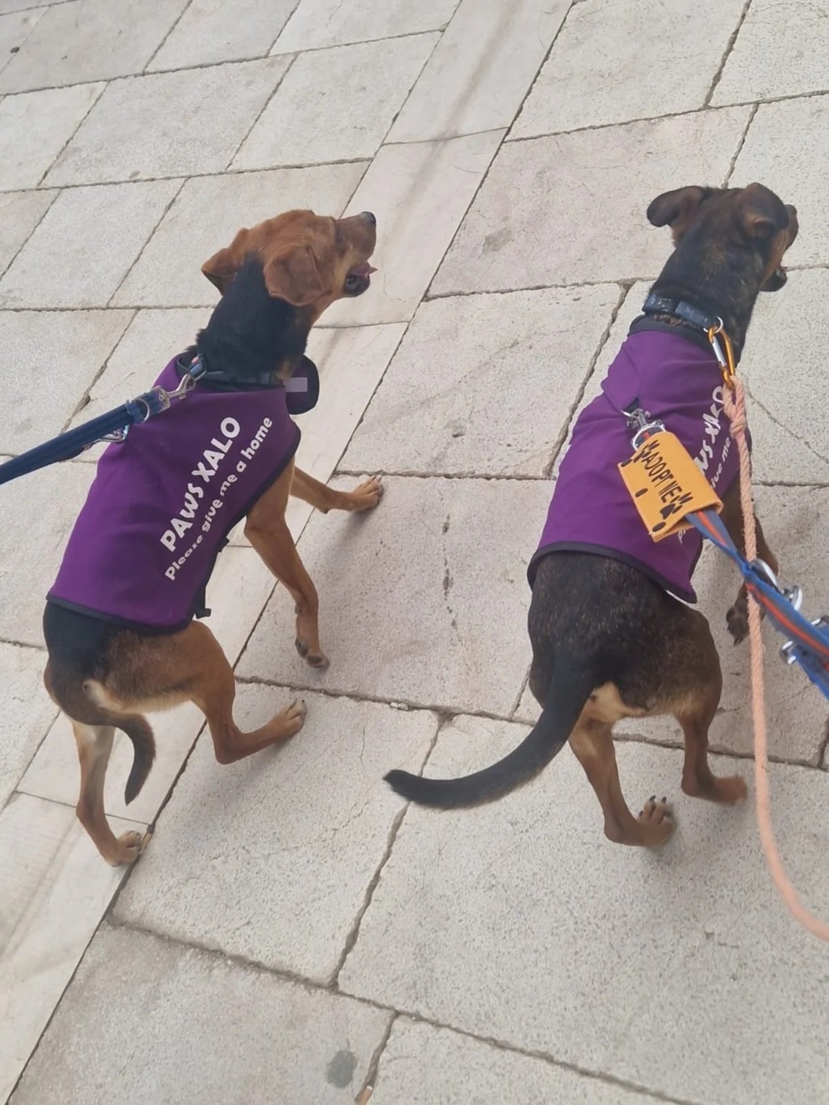 Willow out adventuring in Jalon Village with her pal Billy! Dog available for adoption at Paws Xalo