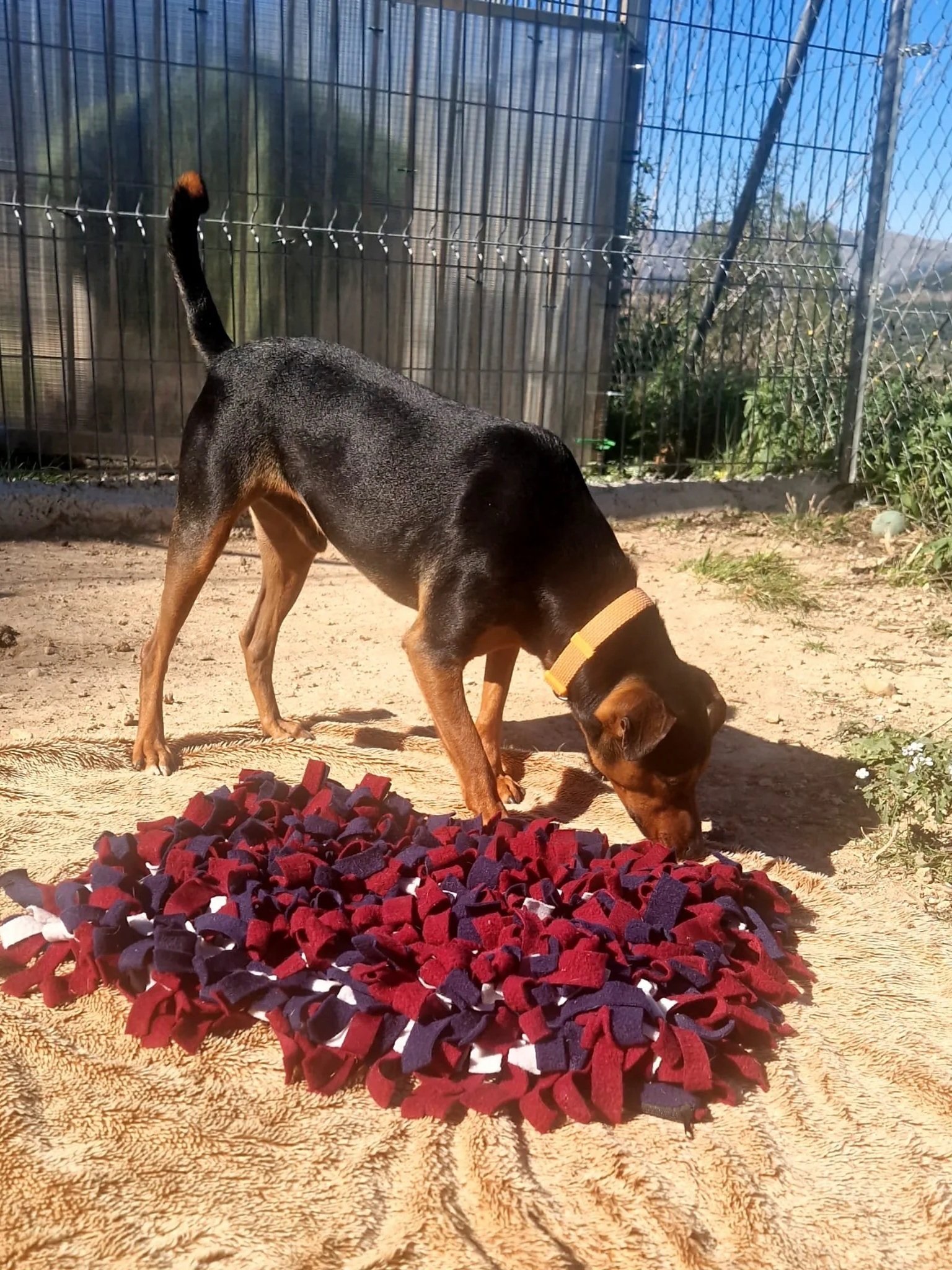 Jack playing with a snuffle mat at the shelter - Dog available for adoption at Paws Xalo