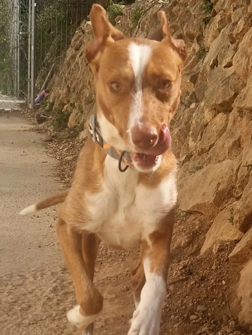Bob in full flight running around the shelter - Dog available for adoption at Paws Xalo