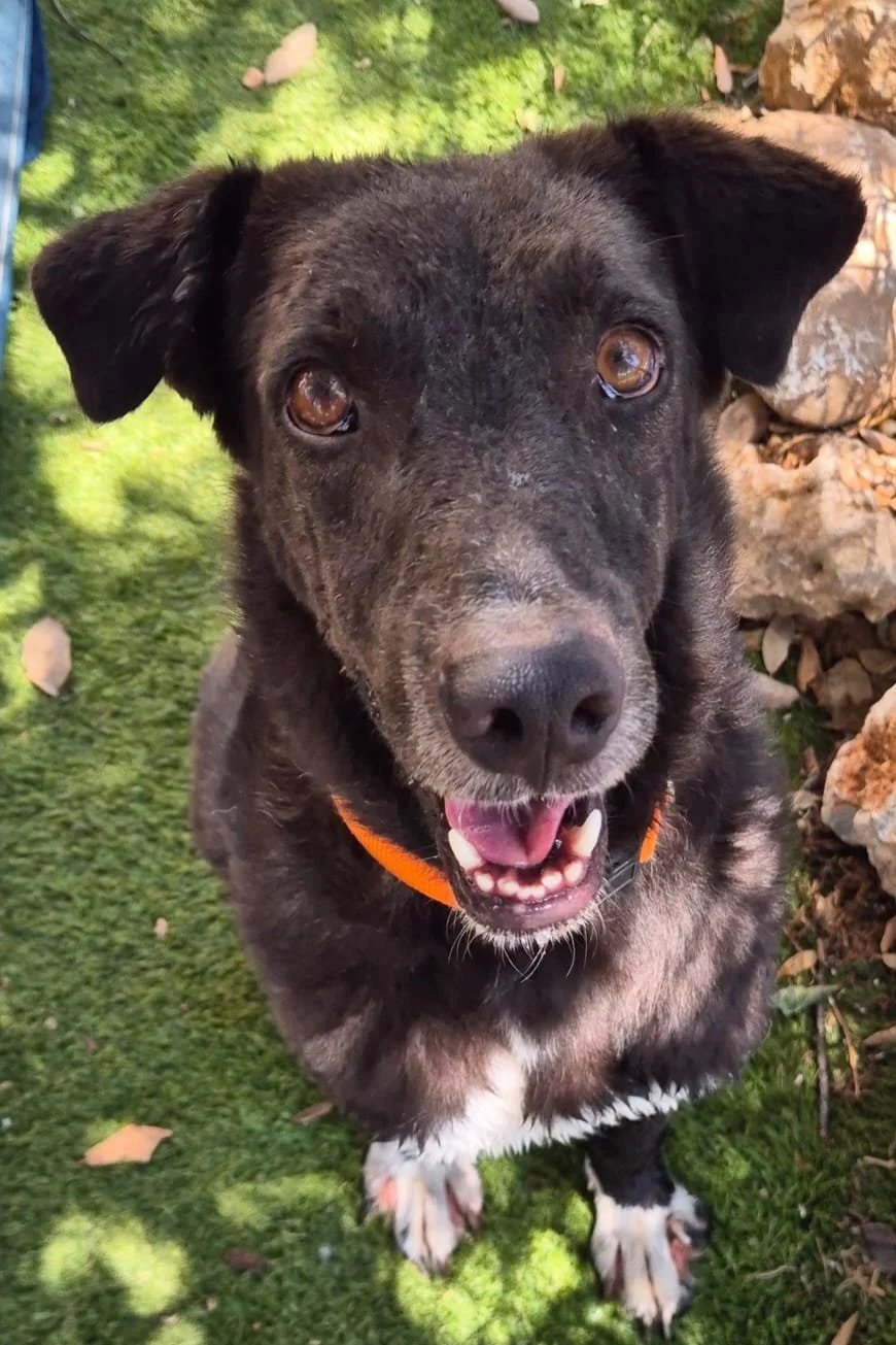 Polly - Dog available for adoption at Paws Xaló