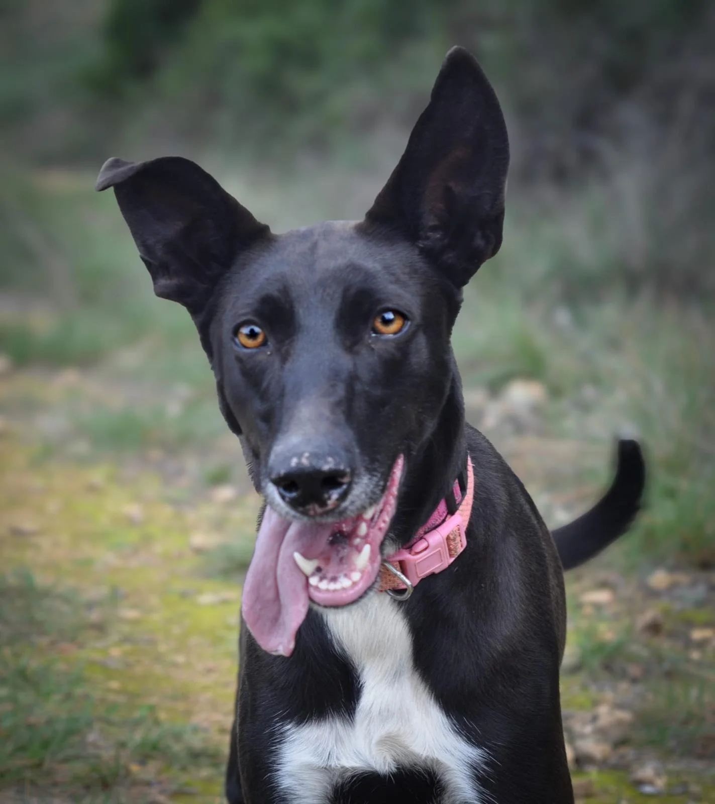 Happy black Paws Xaló dog with big ears, pictured at the shelter