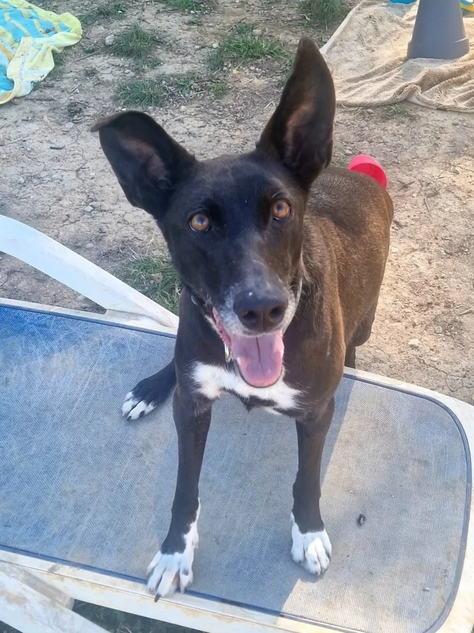 Ruthie chilling on a sunlounger at the shelter - Dog available for adoption at Paws Xalo