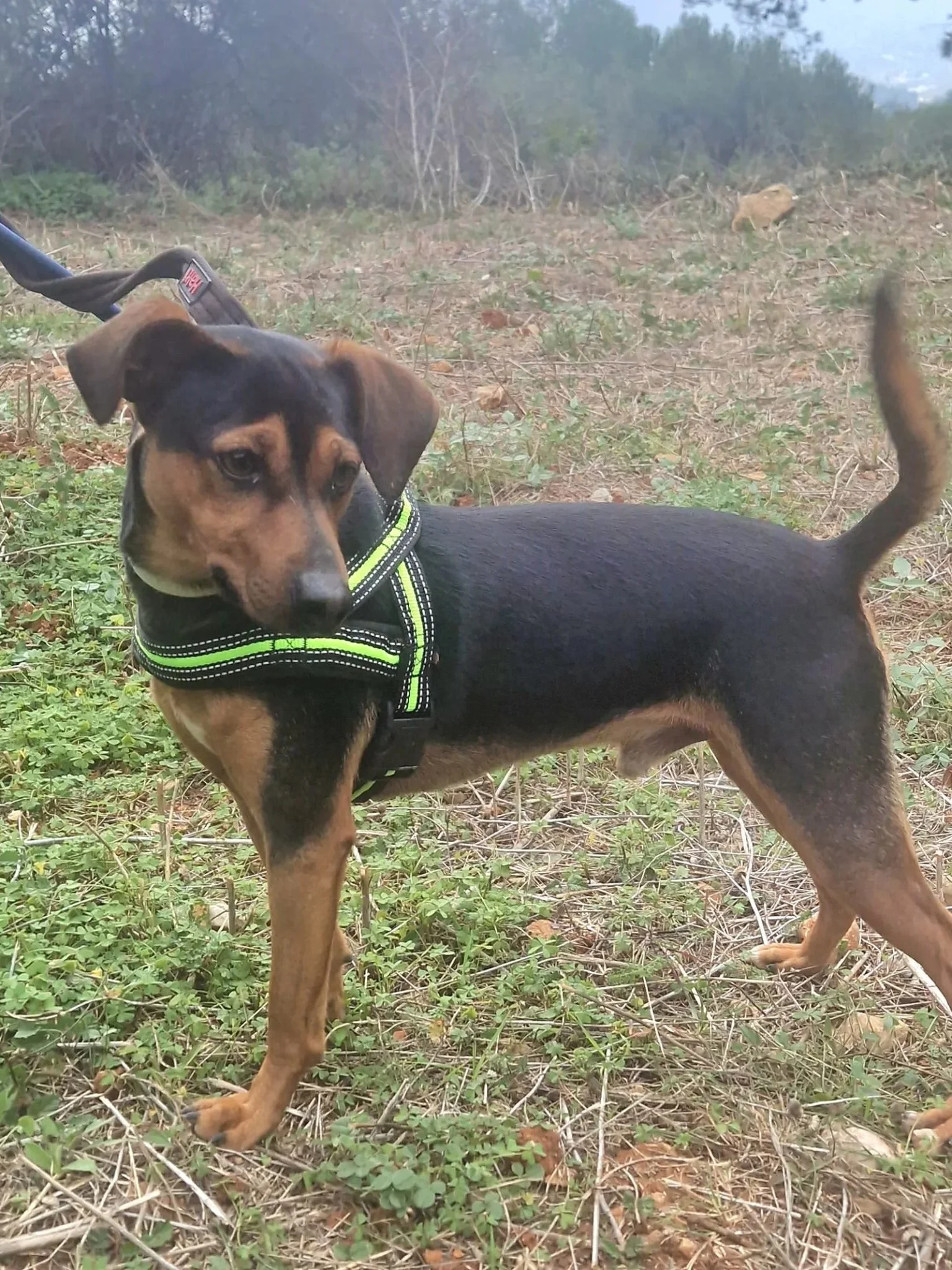 Jack showing off his side profile - Dog available for adoption at Paws Xalo