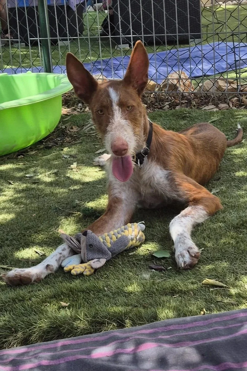 Noah - Dog available for adoption at Paws Xaló